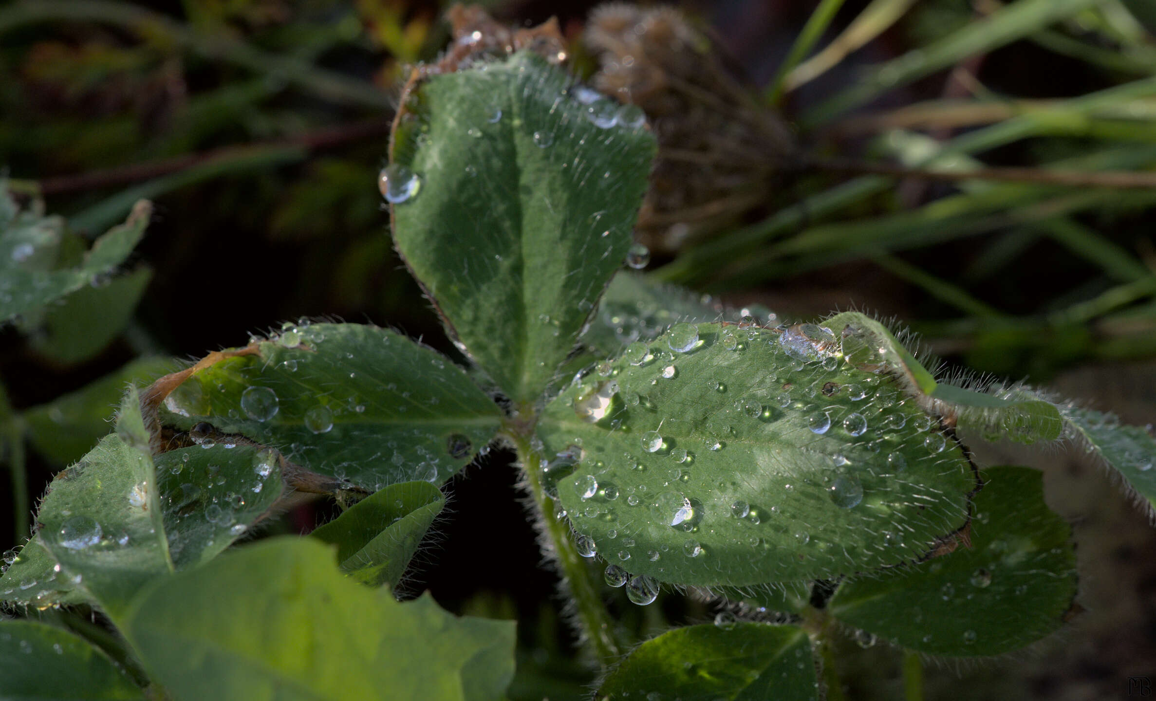 Water droplets on fuzzy leaf