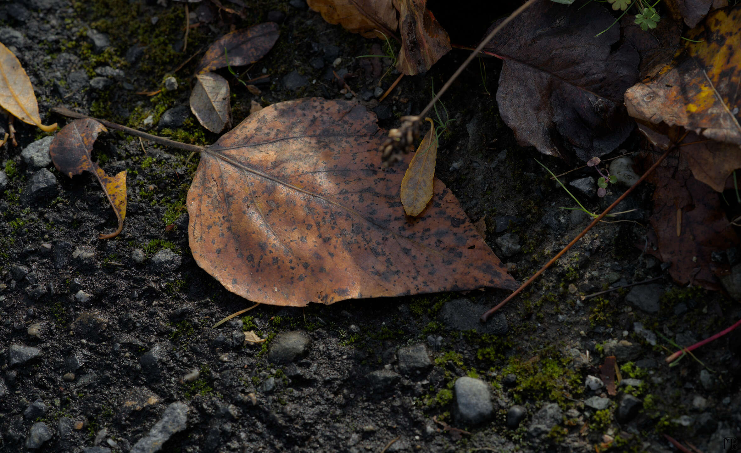 Brown leaf on the rocky ground