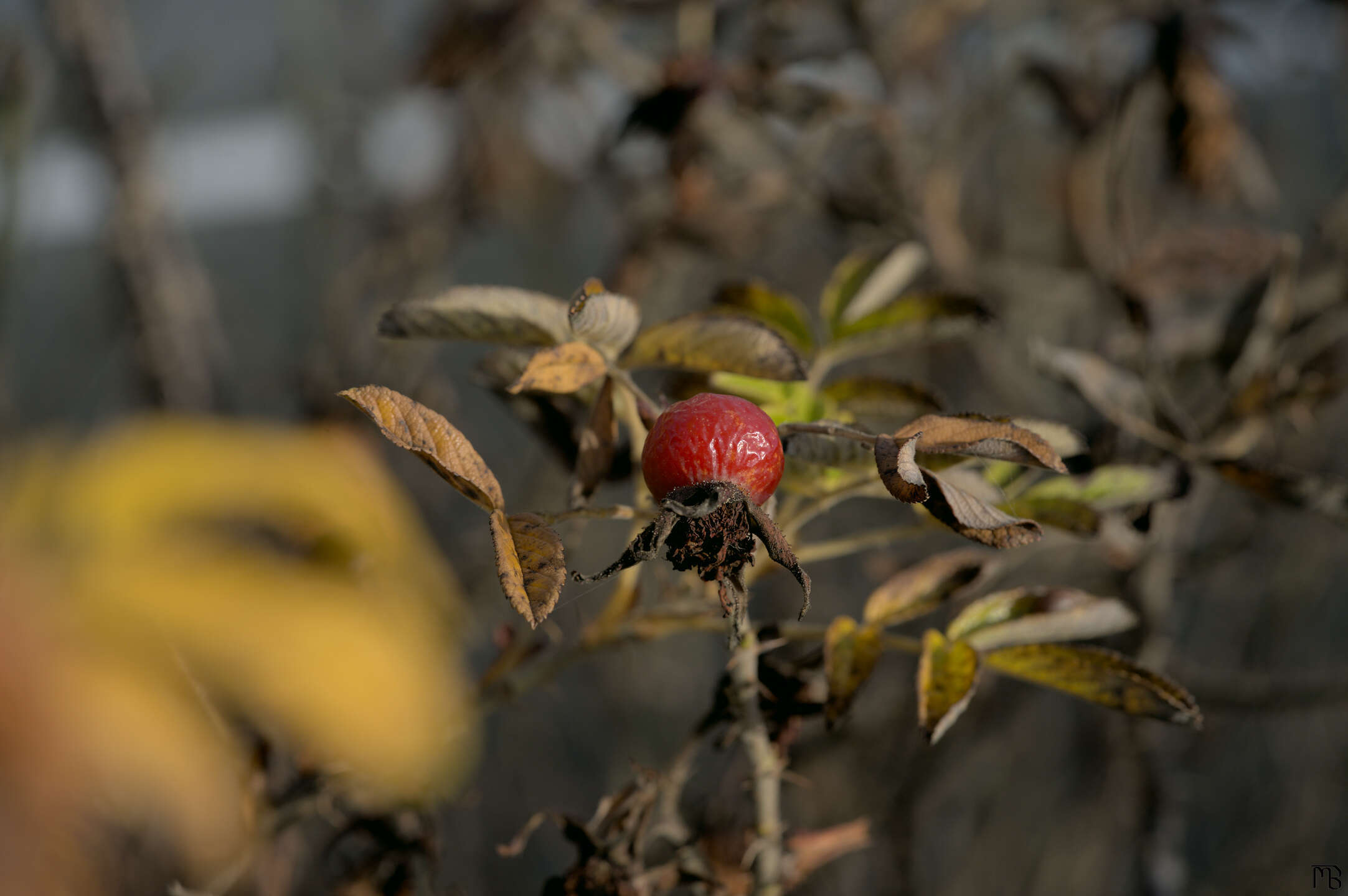Red berry on brown bush