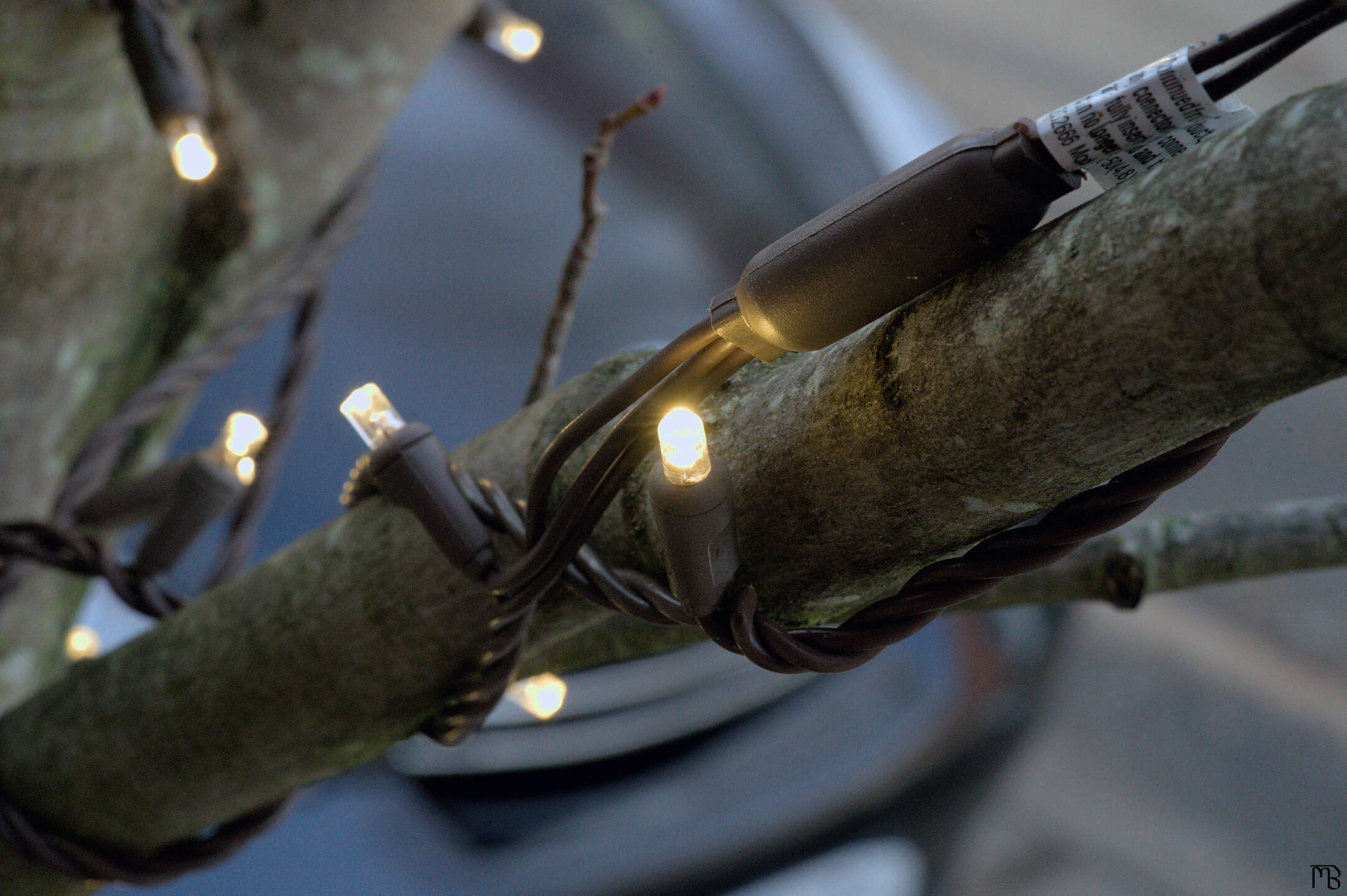 Christmas light on tree