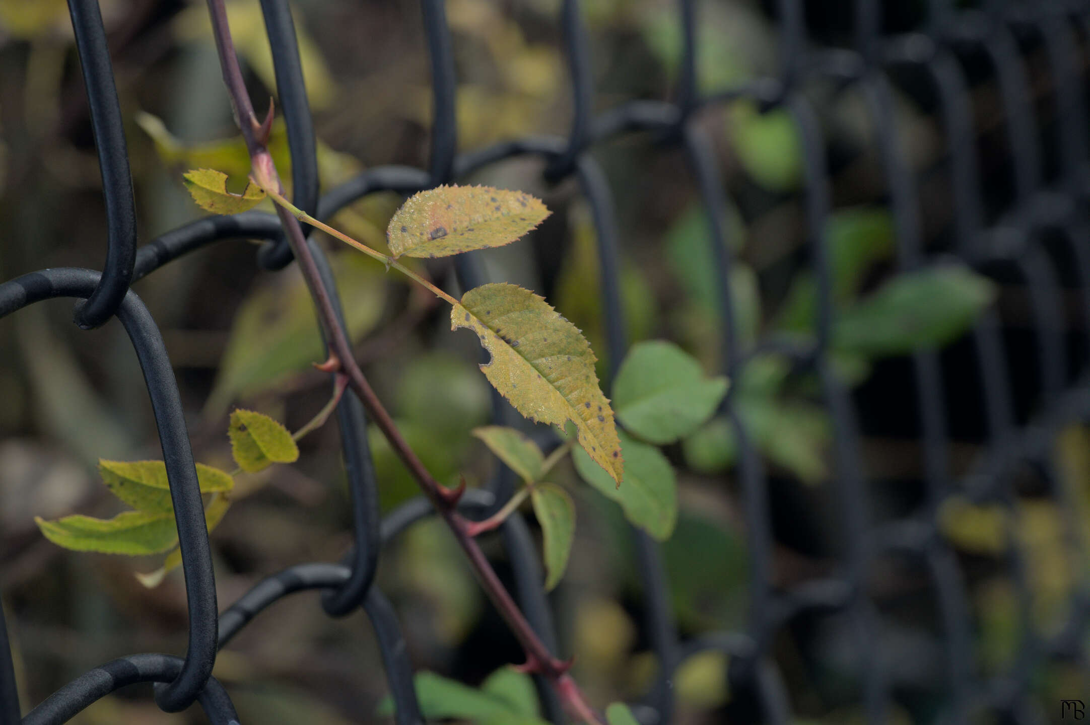 Vine through fence