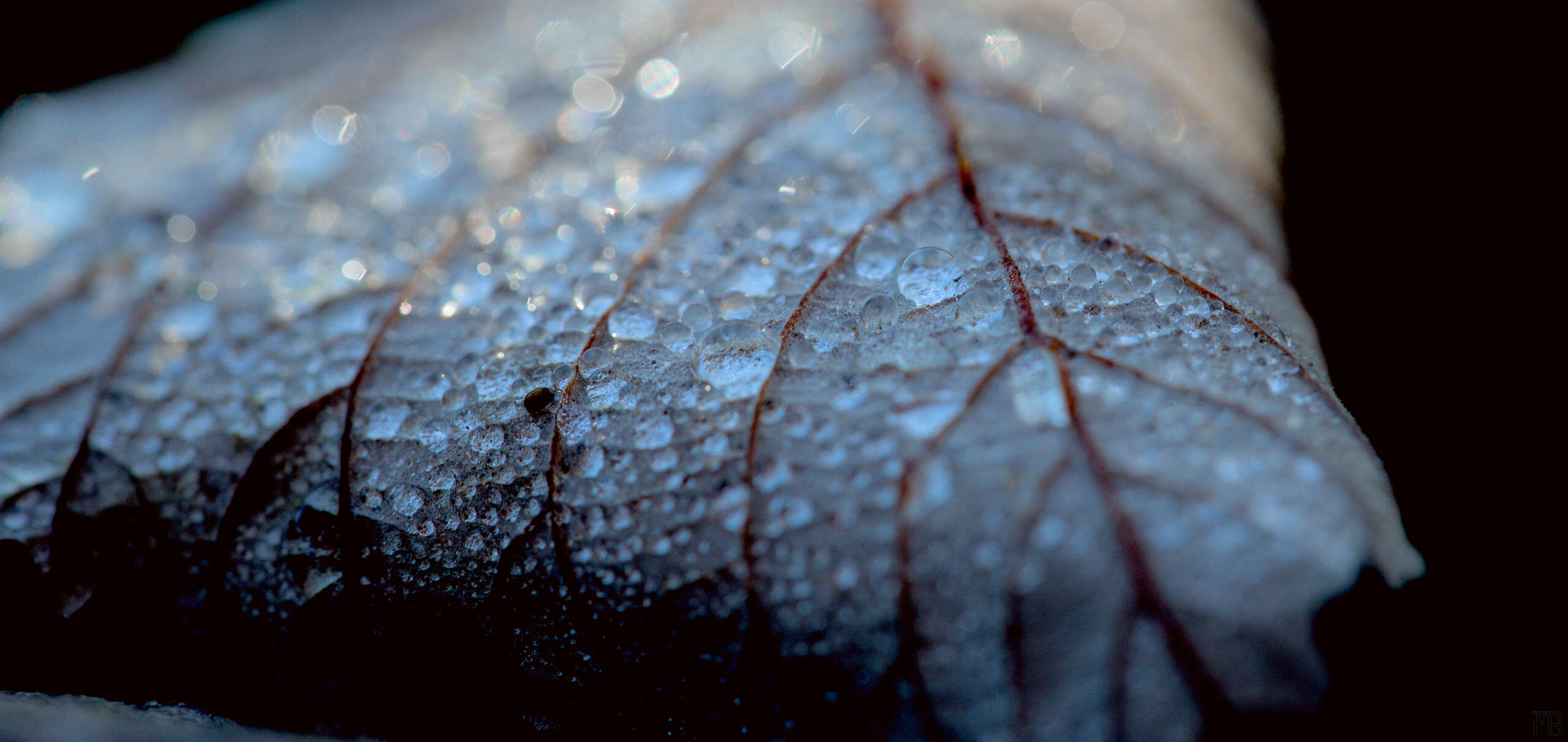 Arty blue and red leaf with droplets