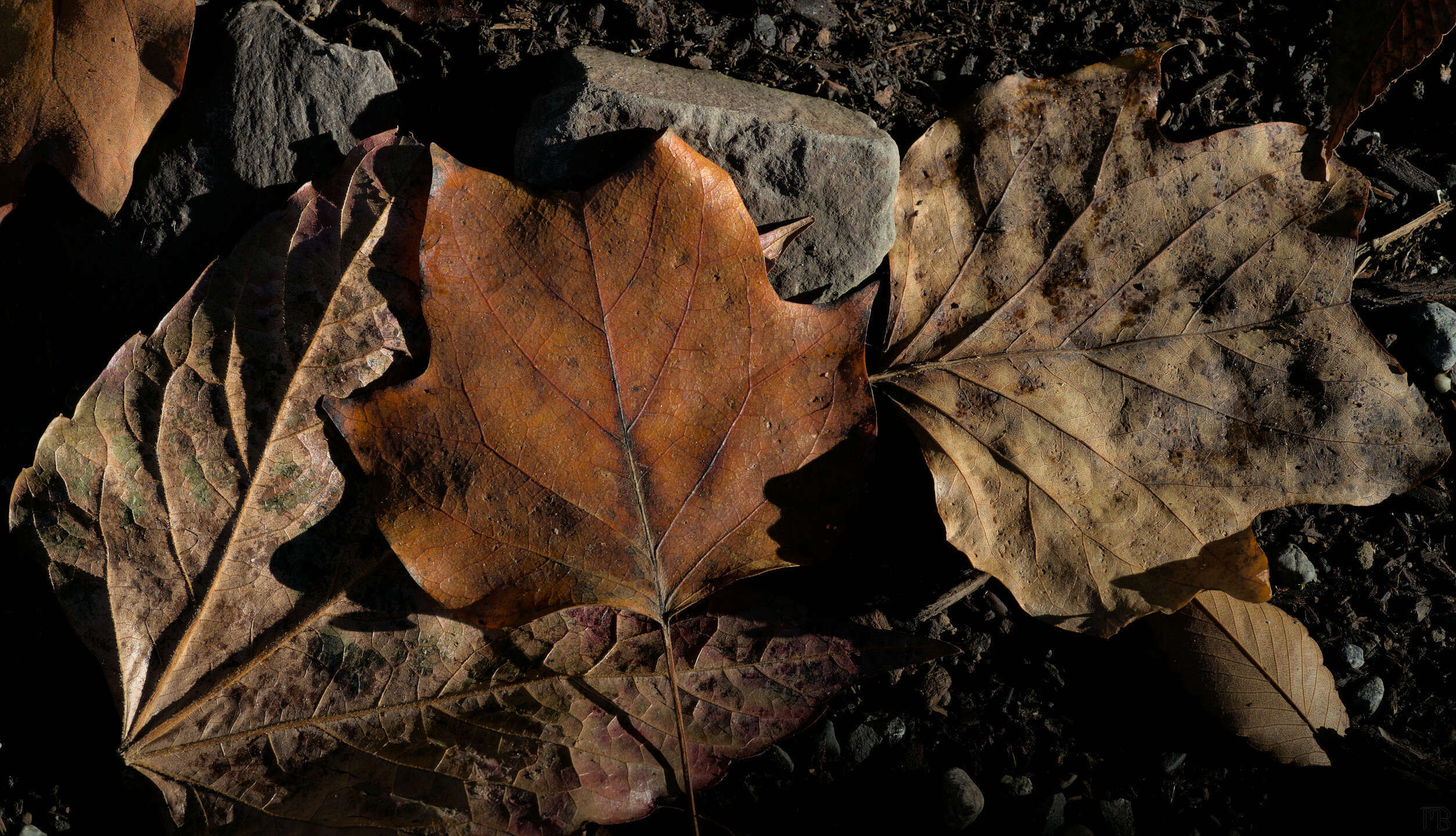 Earthy leaves and rocks on dirt