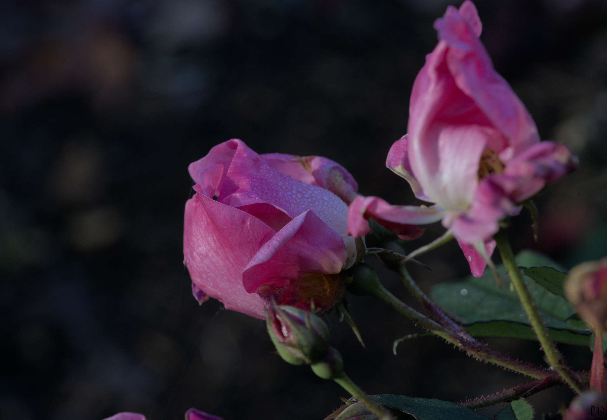 Pink dew covered roses