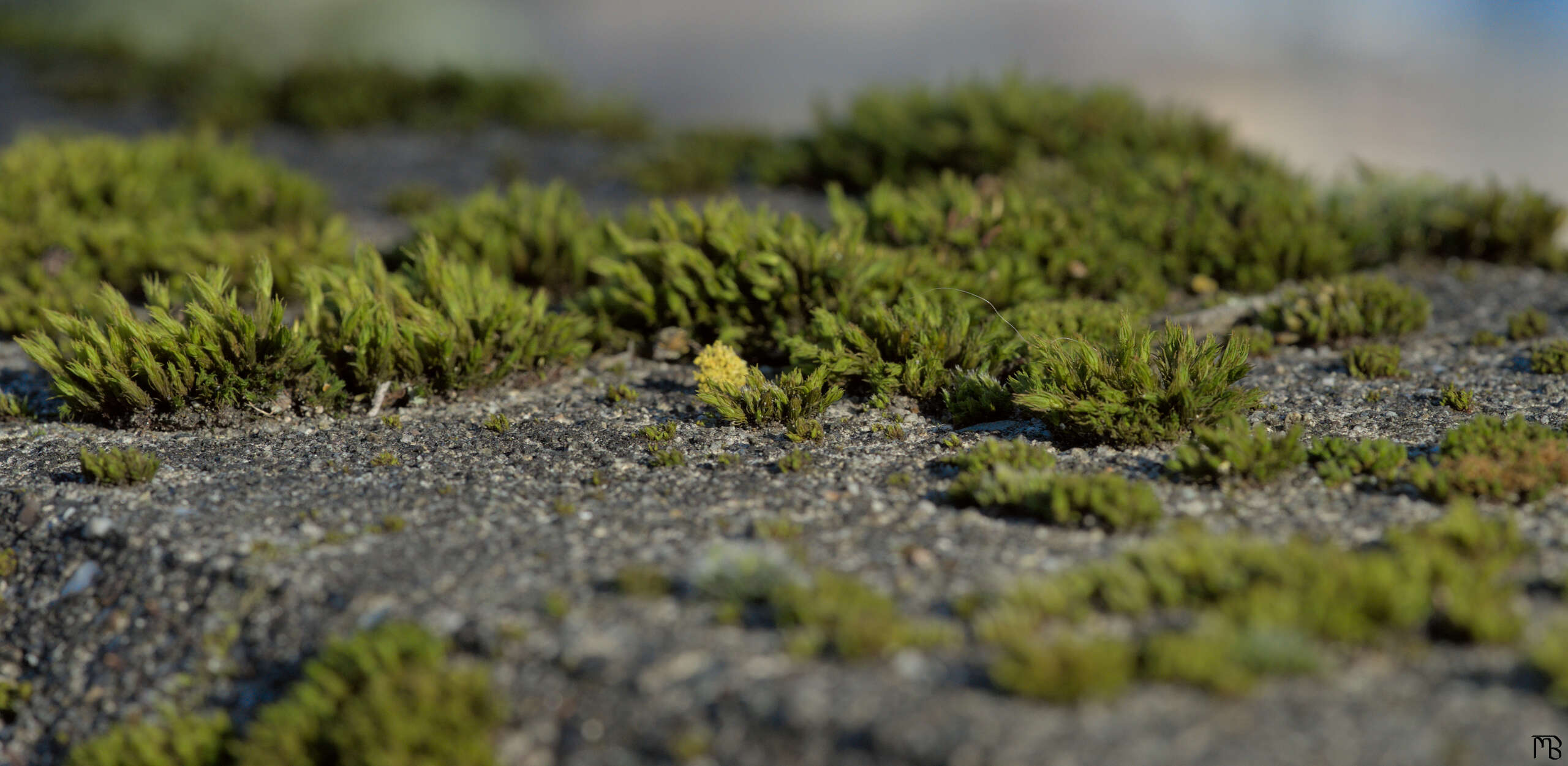 Green moss on rough concrete