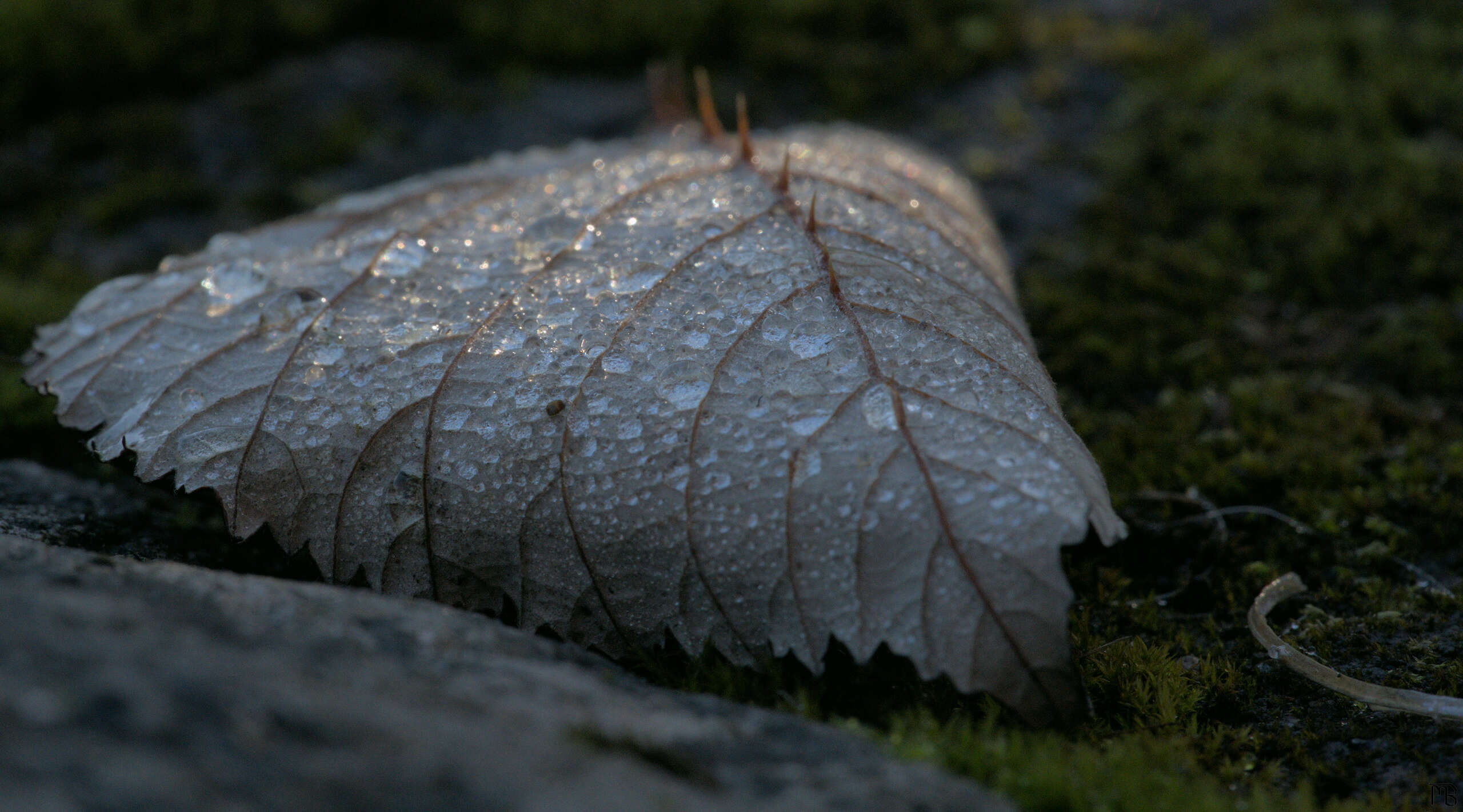 Dew covered leaf on moss