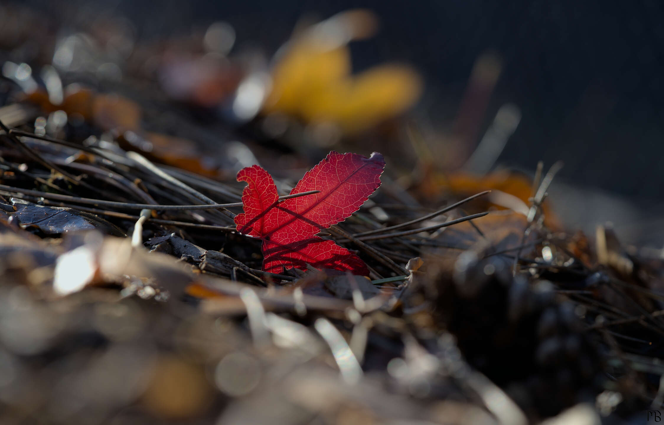 Little red leaf standing on pile