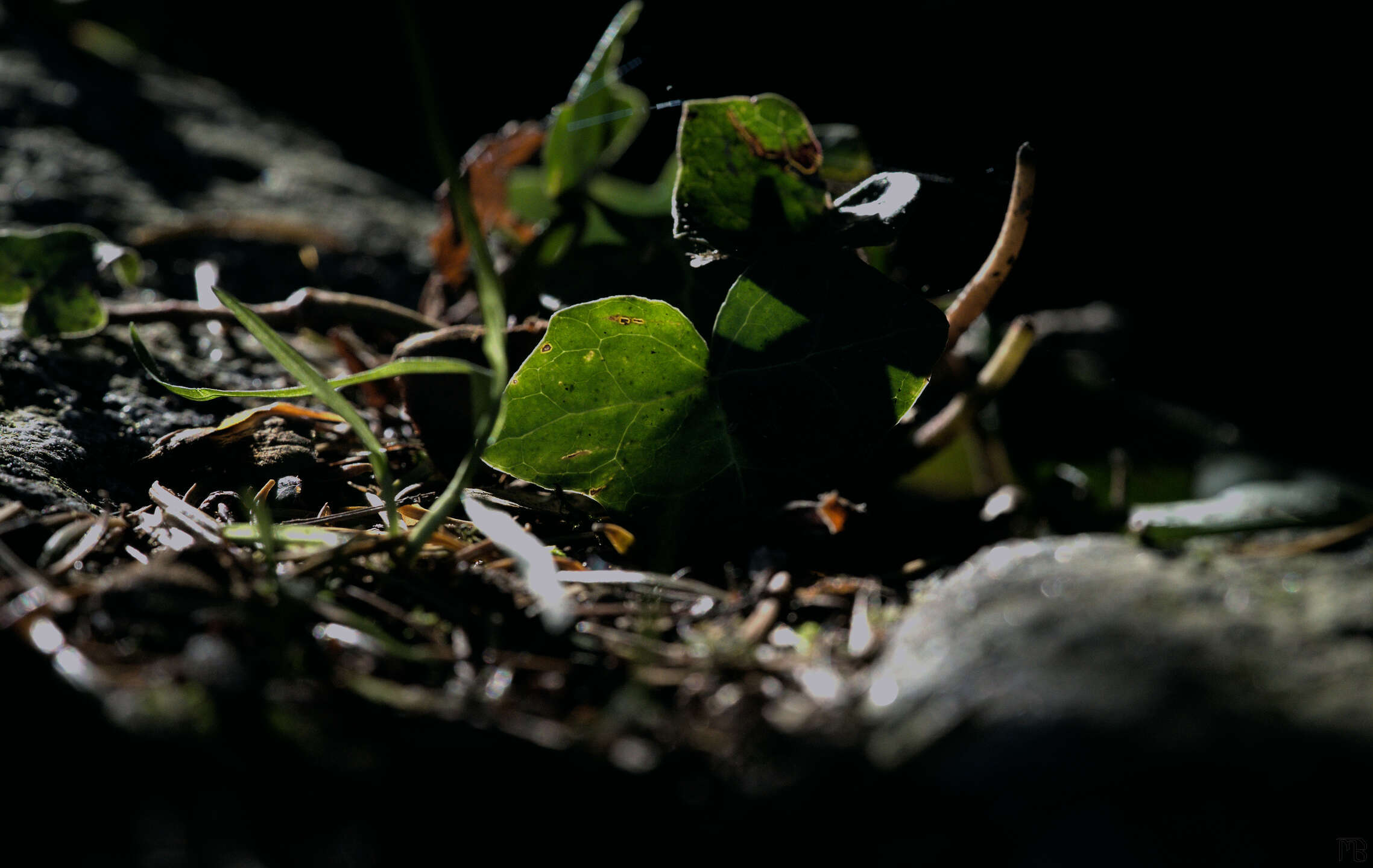 Dark brooding green plant