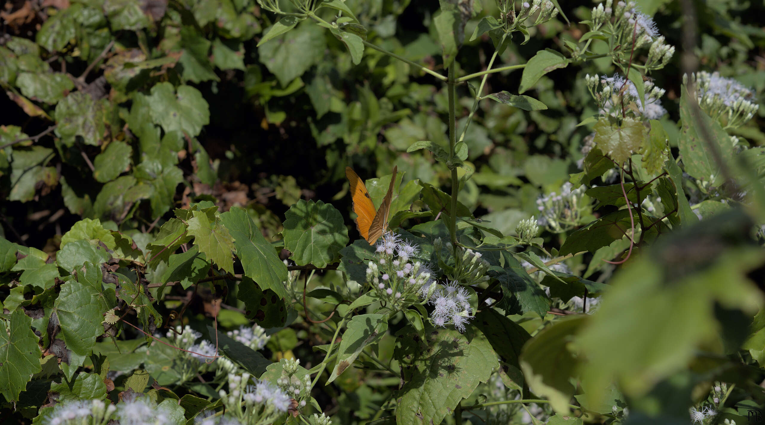 Orange butterfly in green bush