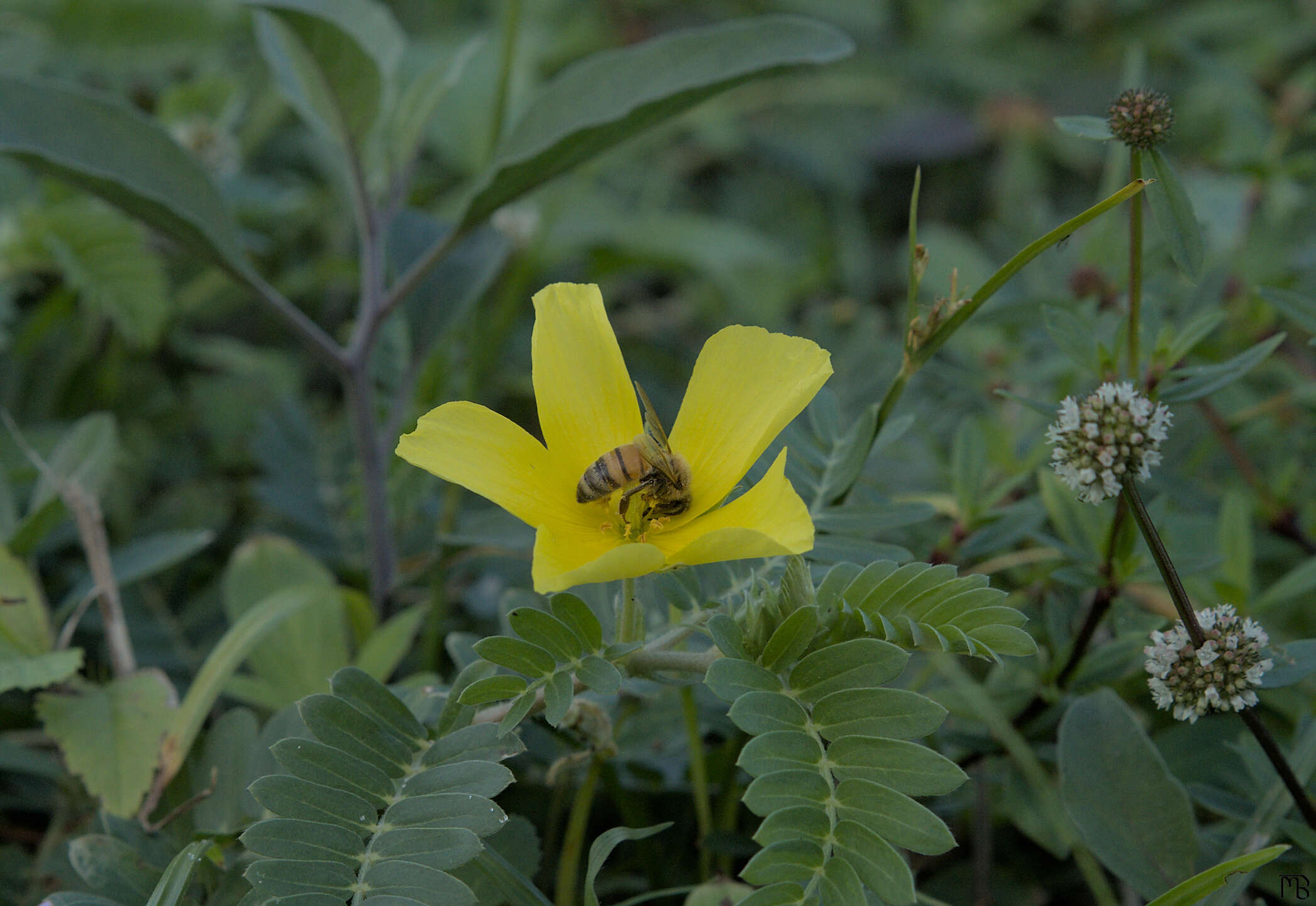 Little bee on yellow daisy