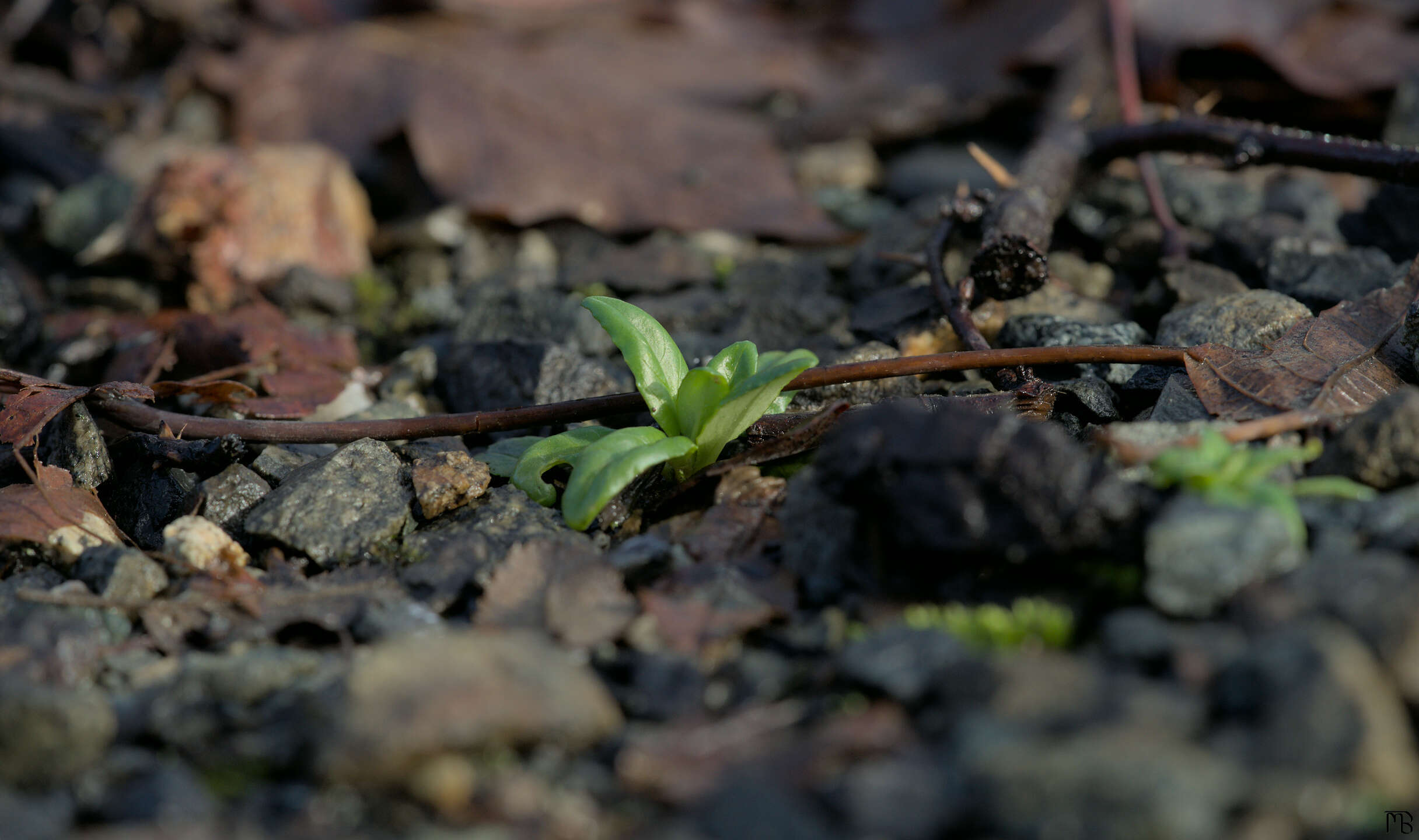 Green plant pops out of rocky ground