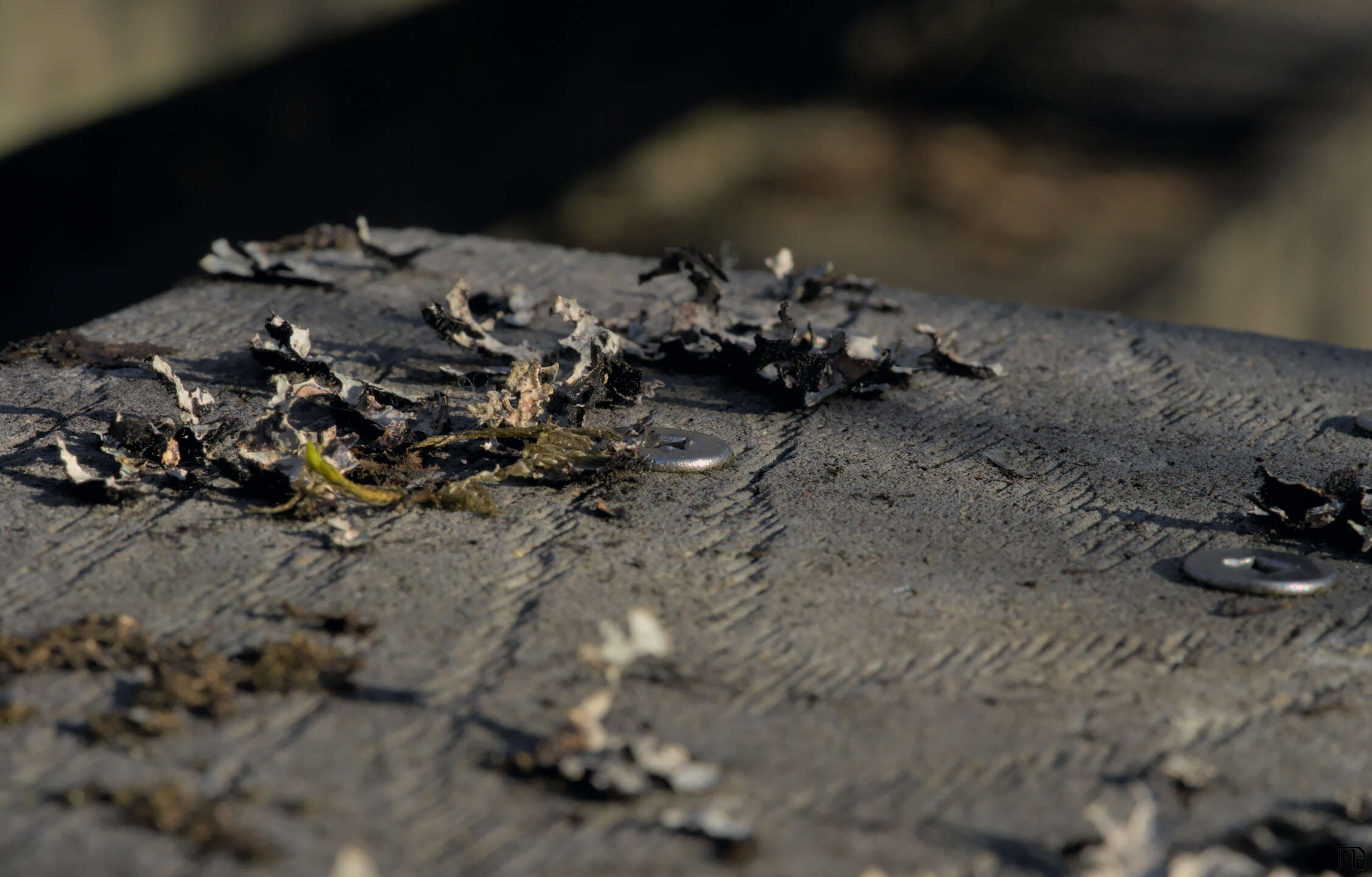 Screw in wood with lichen