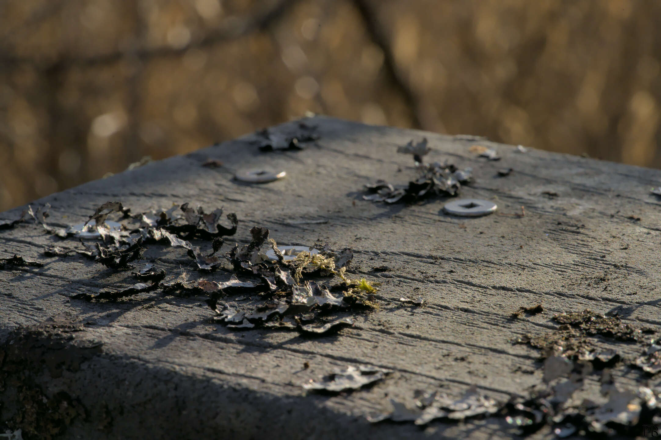 Lichen on wooden board