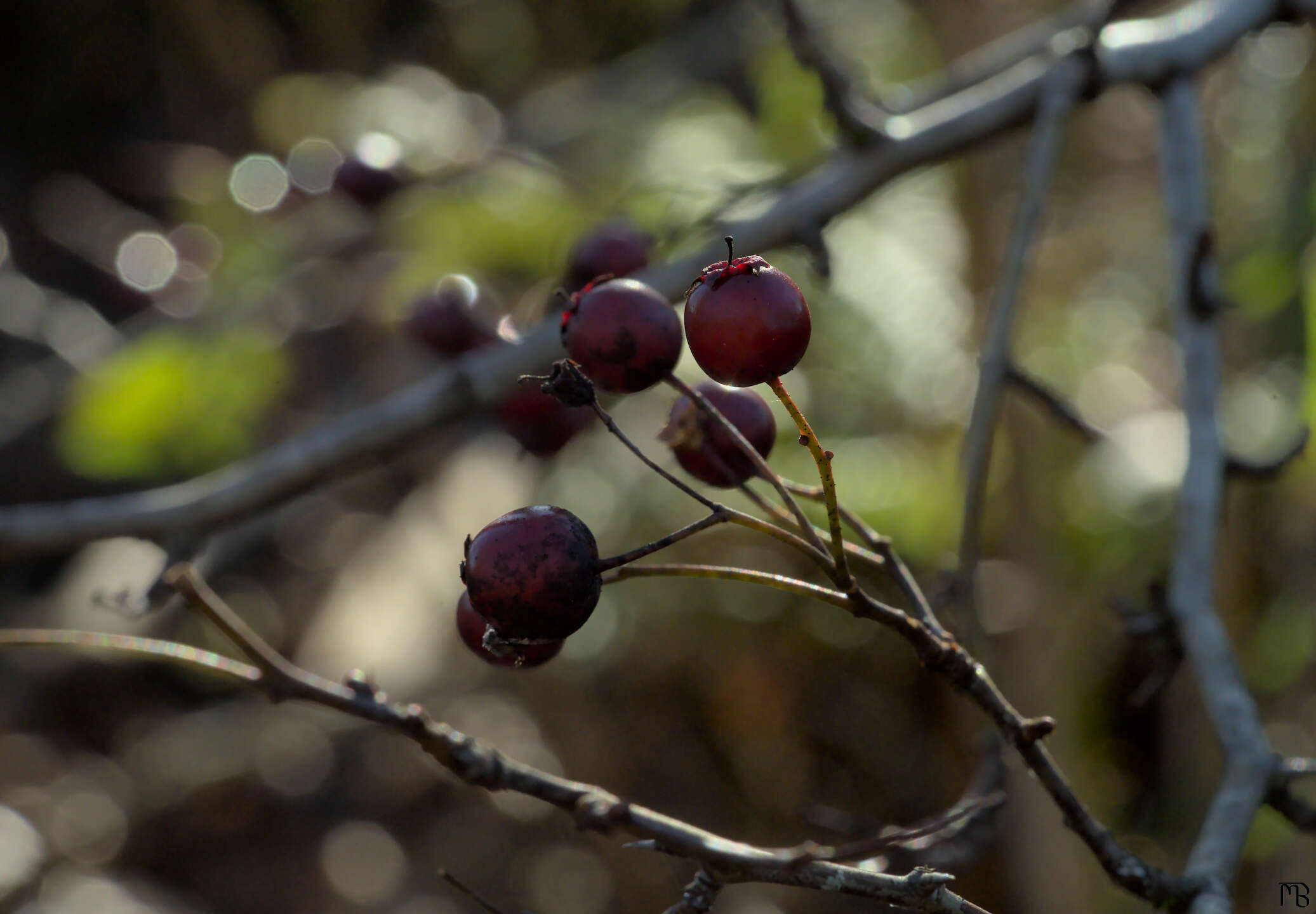 Red berries in bush