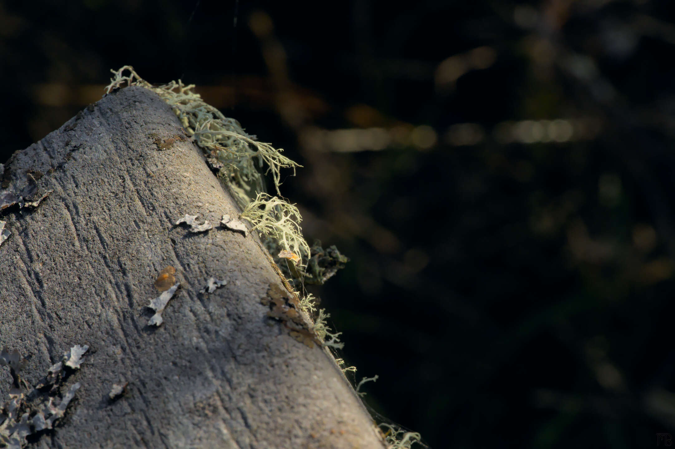 Lichen in the sun on wood