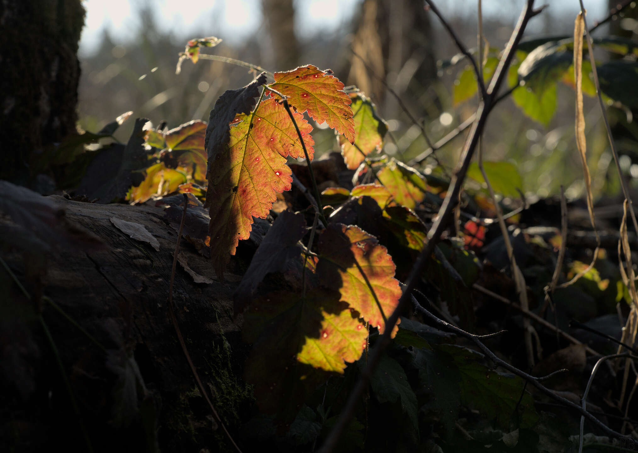 Sun through red green leaf