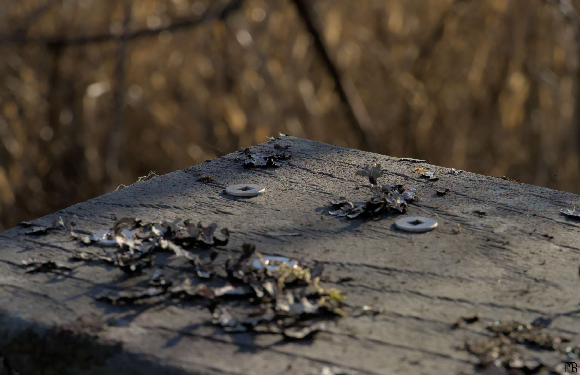 Screws and lichen on wood
