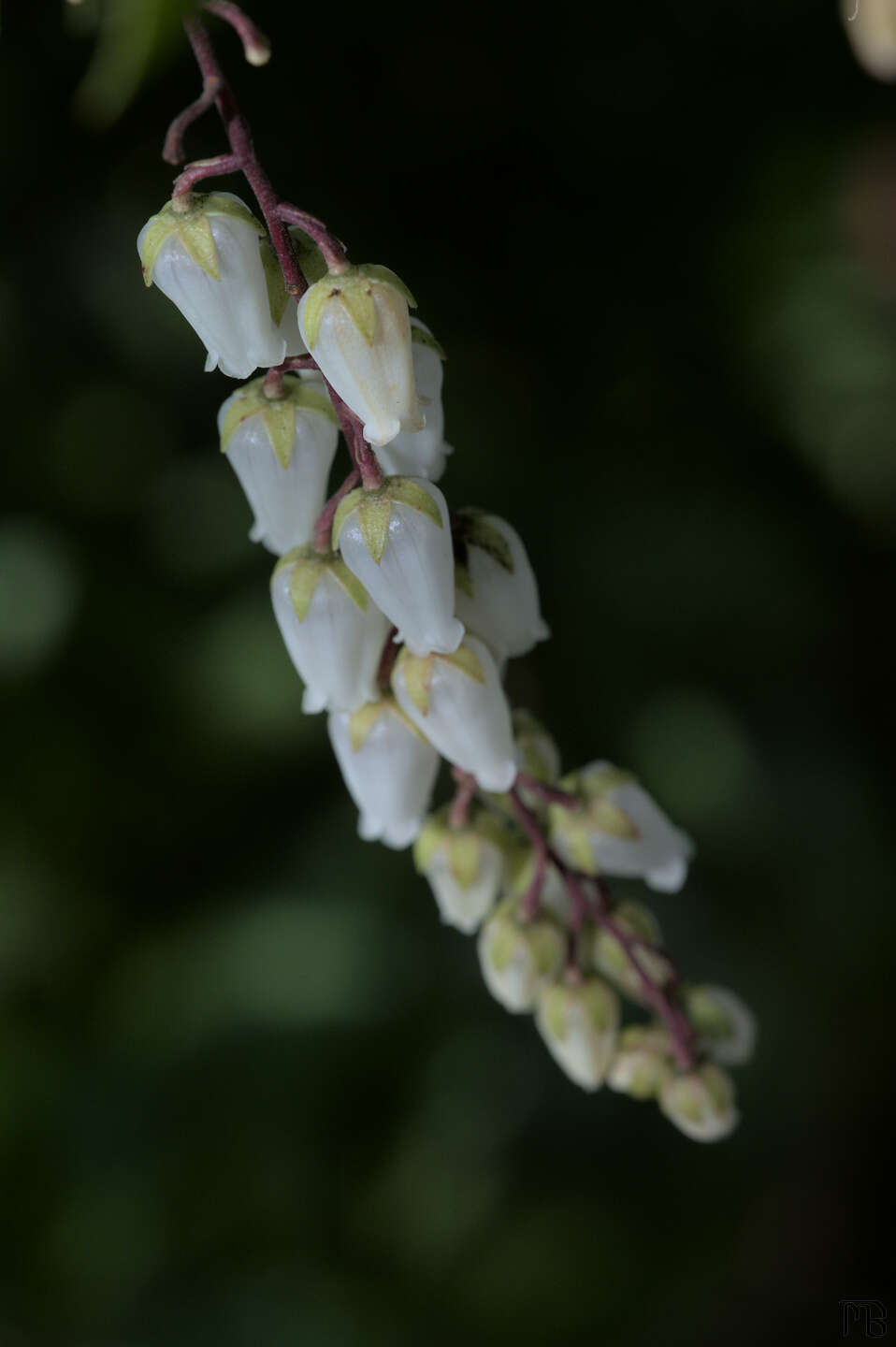 White flower buds on branch