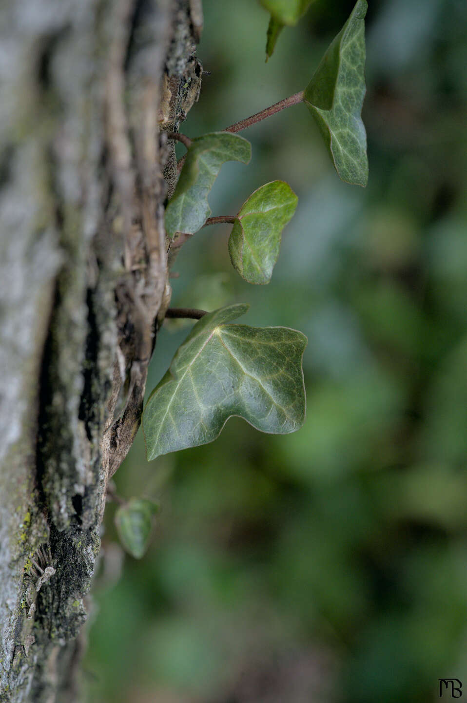 Green leaves on trunk