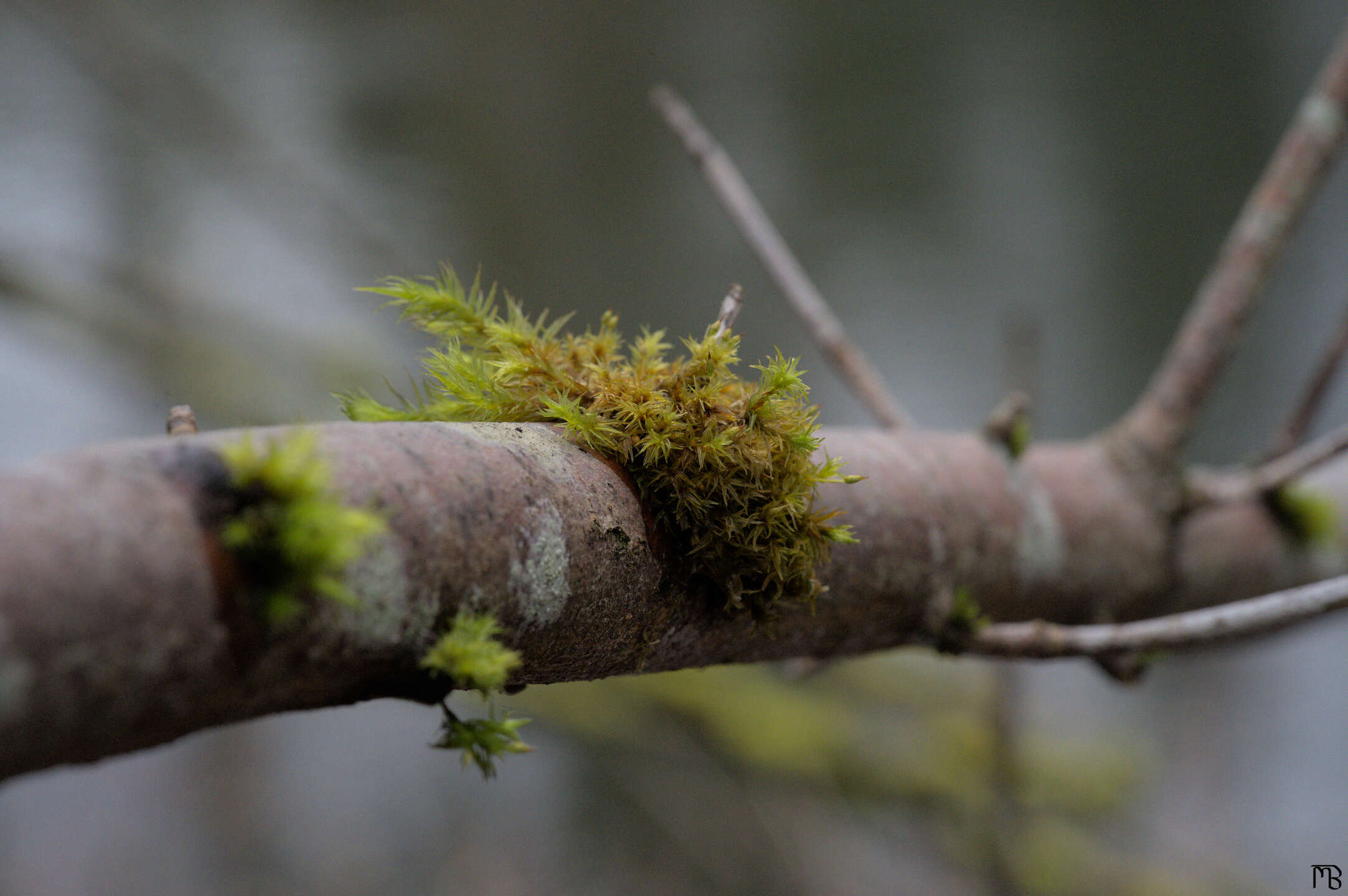 Green moss on branch