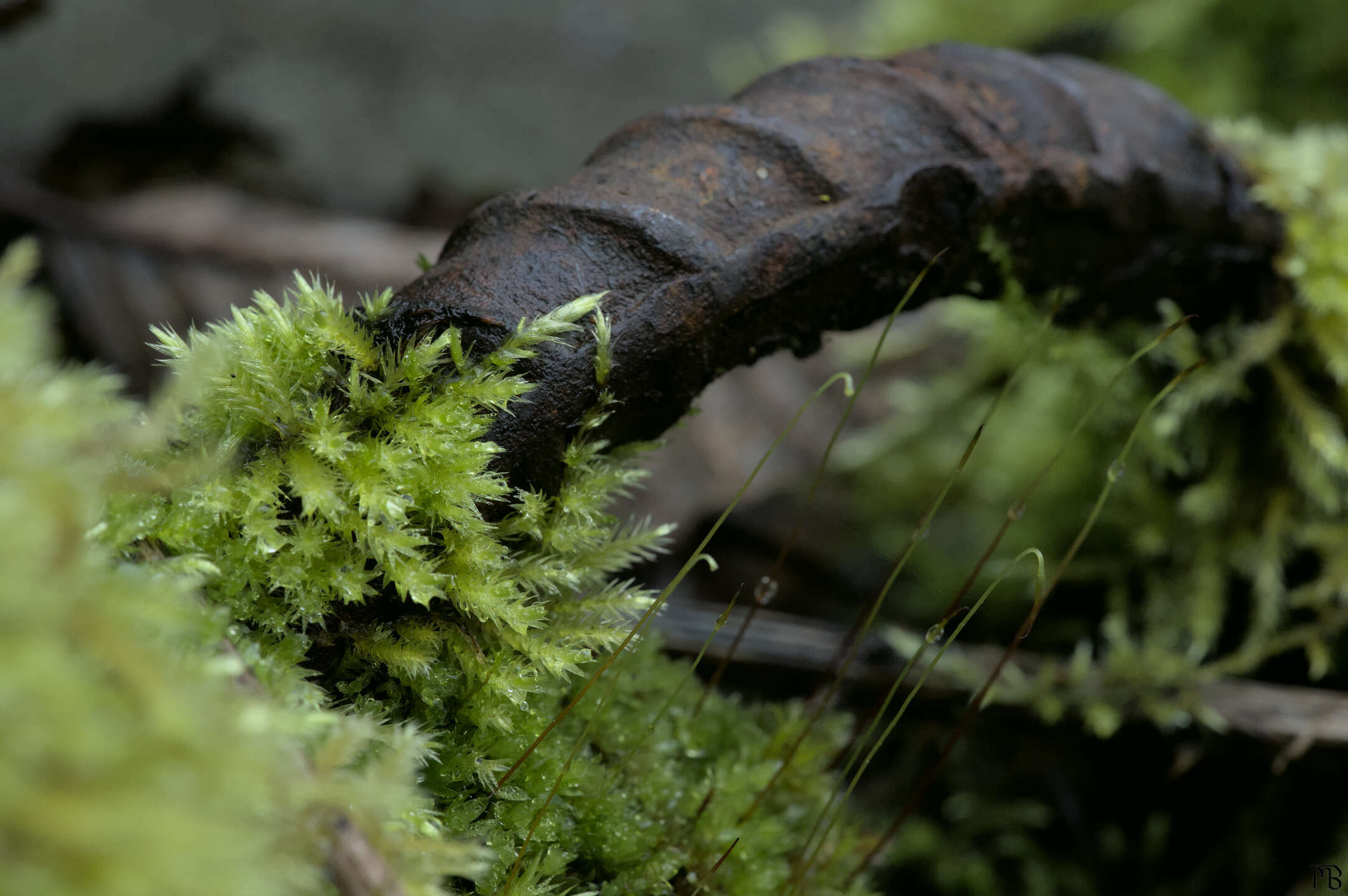 Curved rebar with lichen