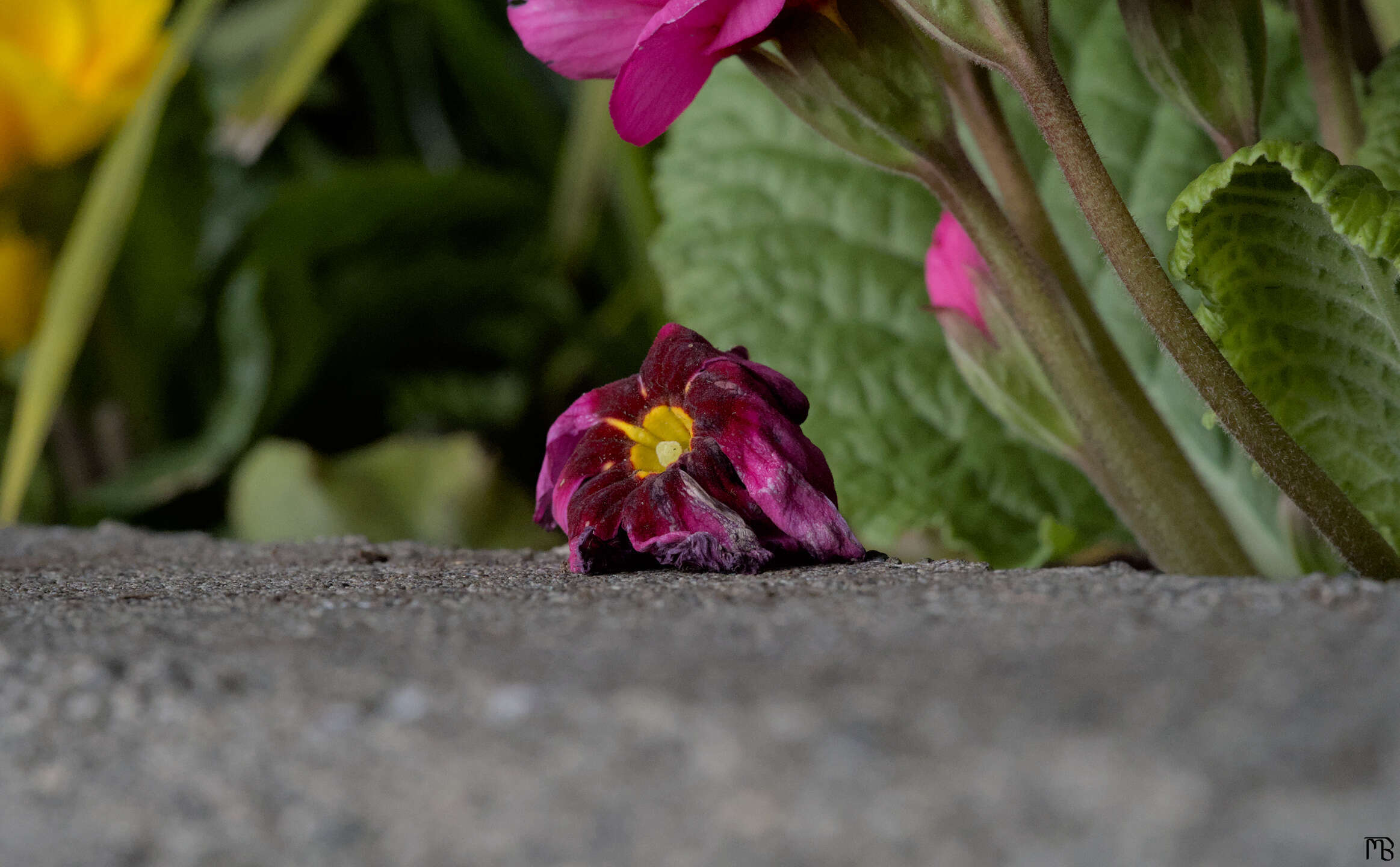 Dead flower on concrete