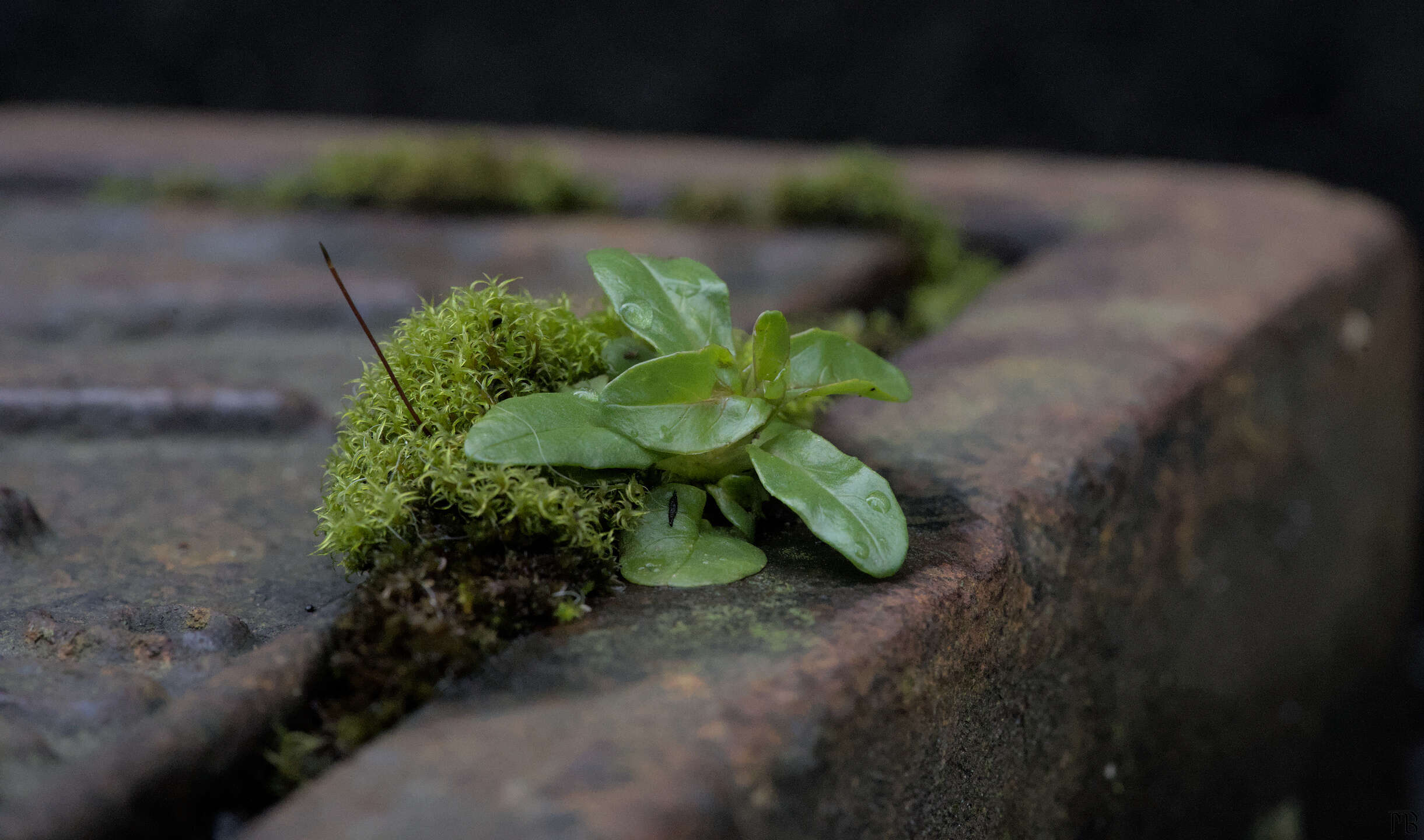 Green plant growing on concrete