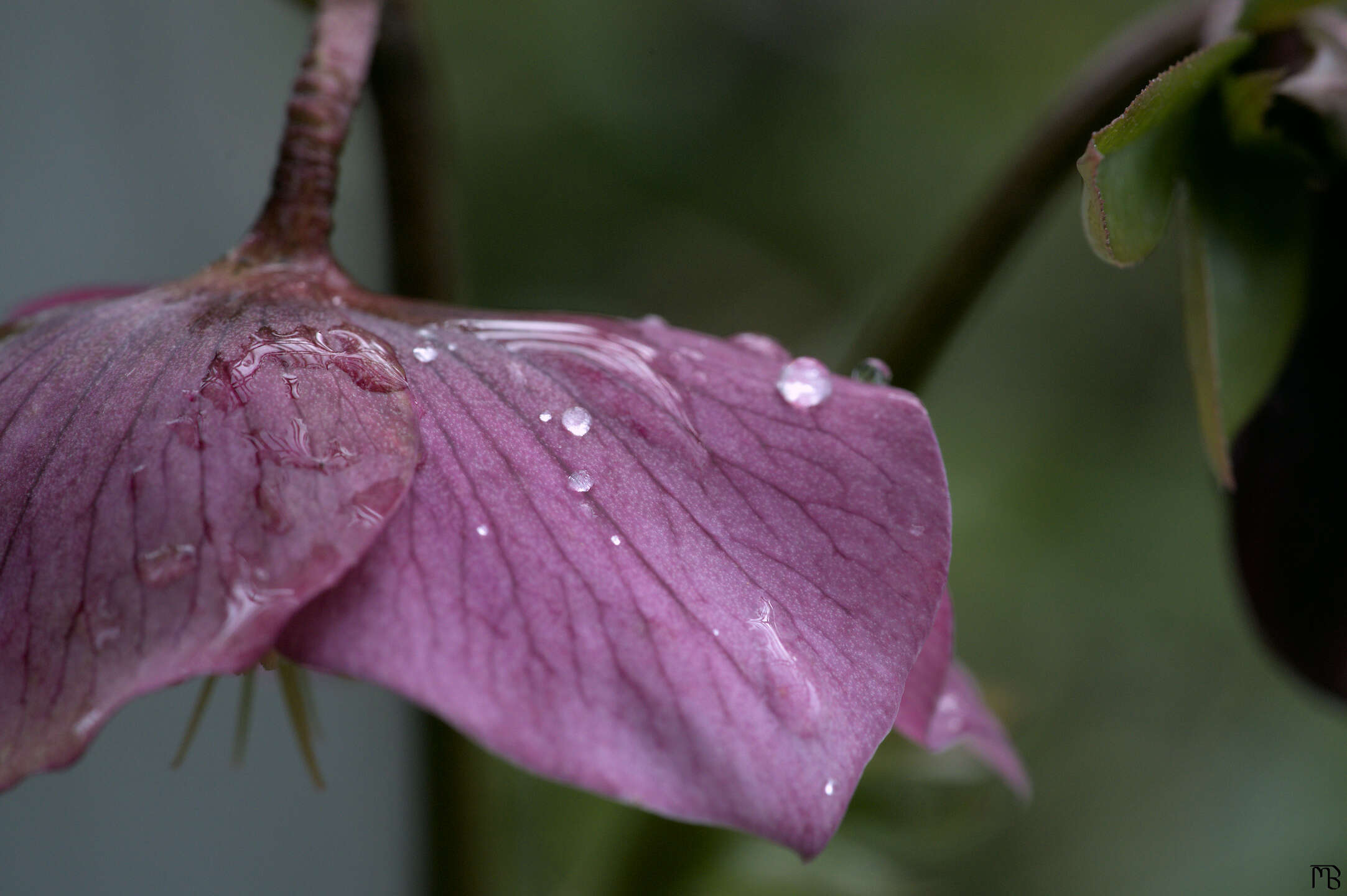 Water drops on pink flower