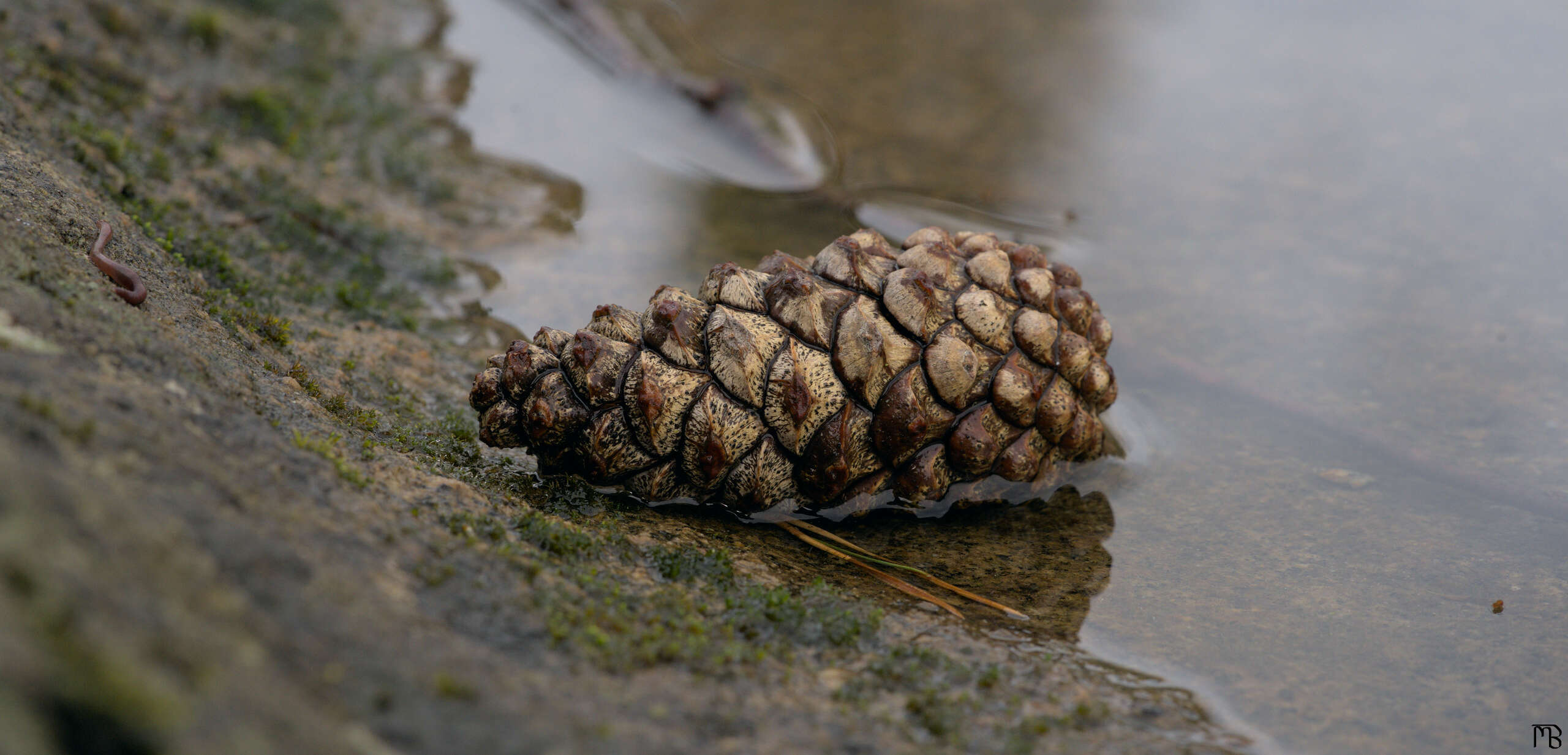 Pinecone in water basin
