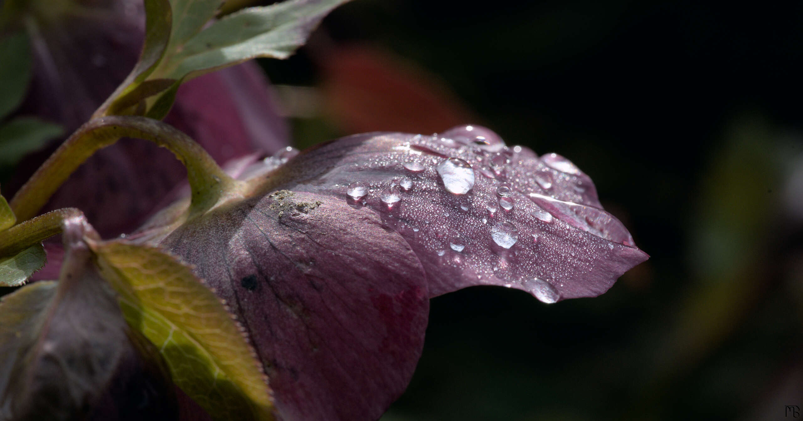 Water drops on pink flower