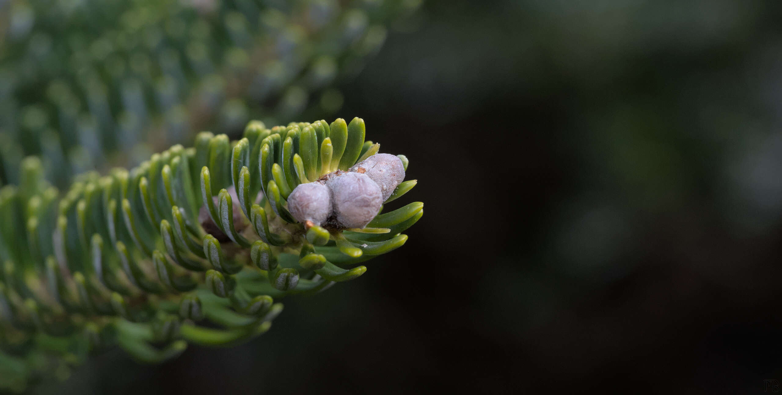 Closed buds in green plant