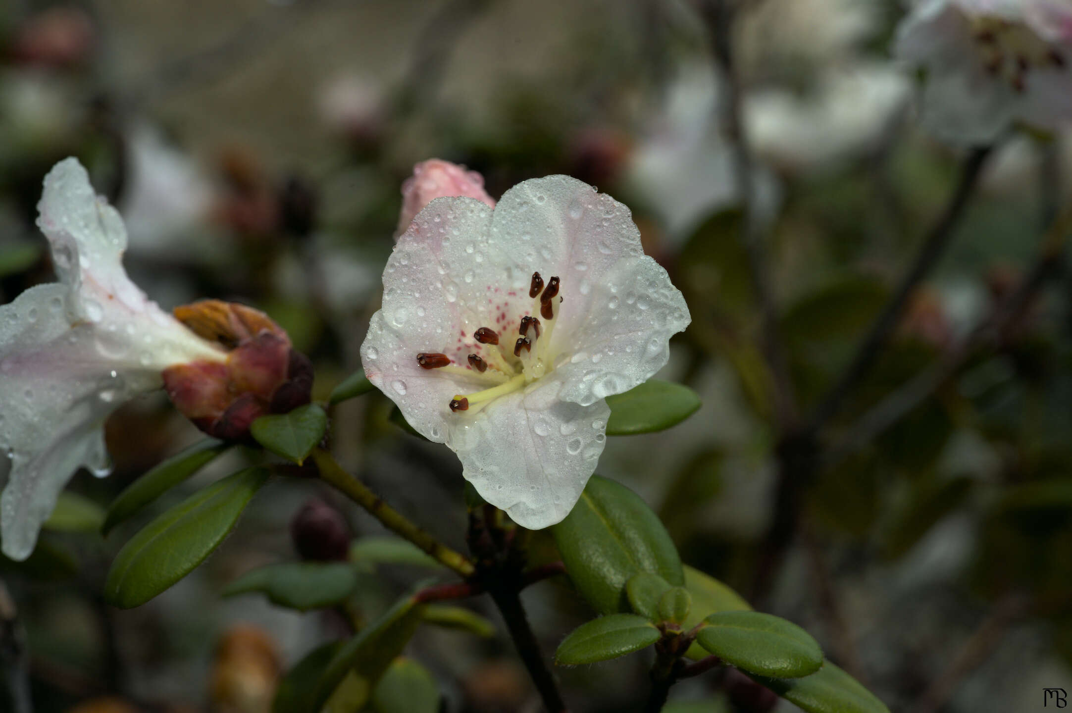 Water drops on white flower