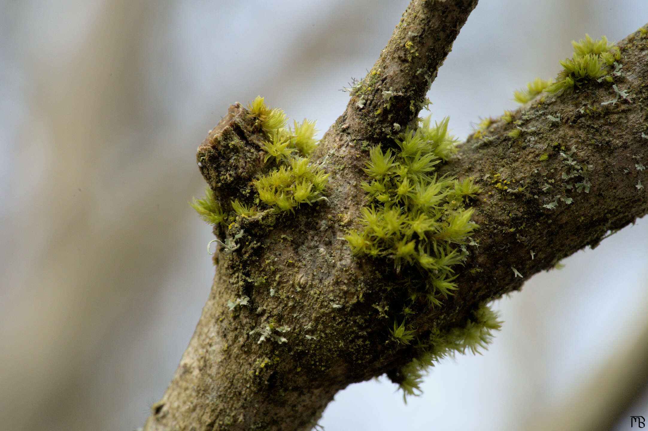 Moss on tree branch