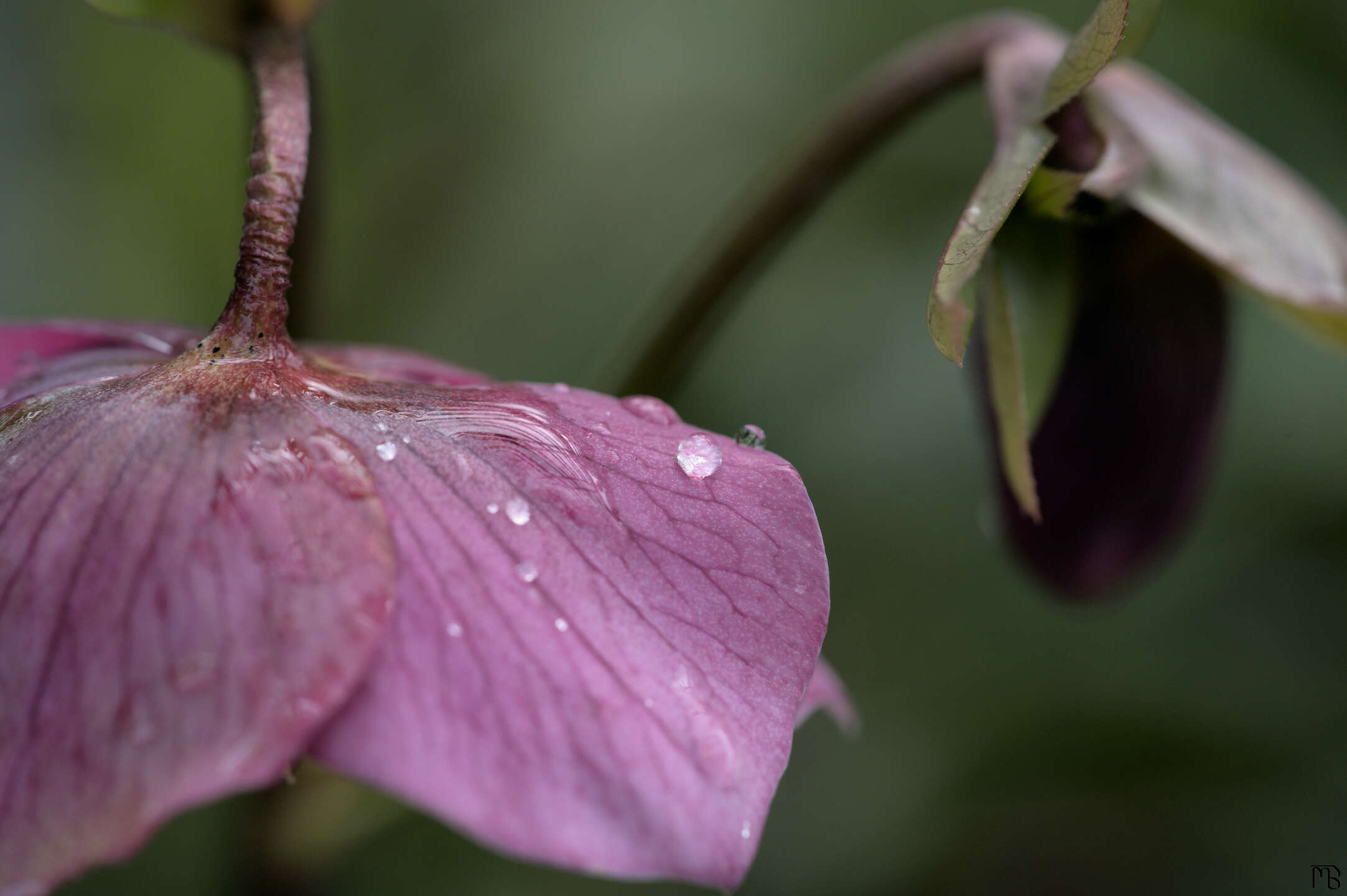 Water drops on pink flower