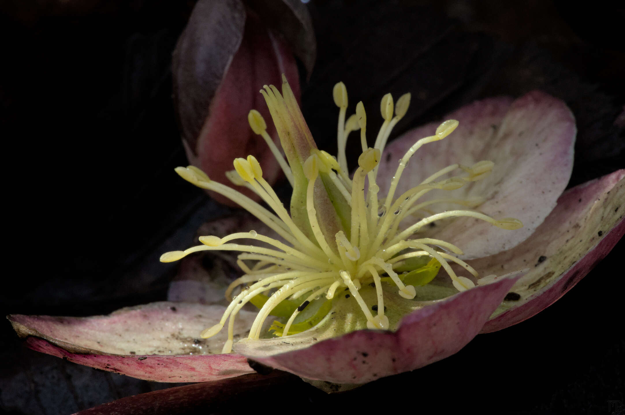 Pink flower with yellow inside on ground