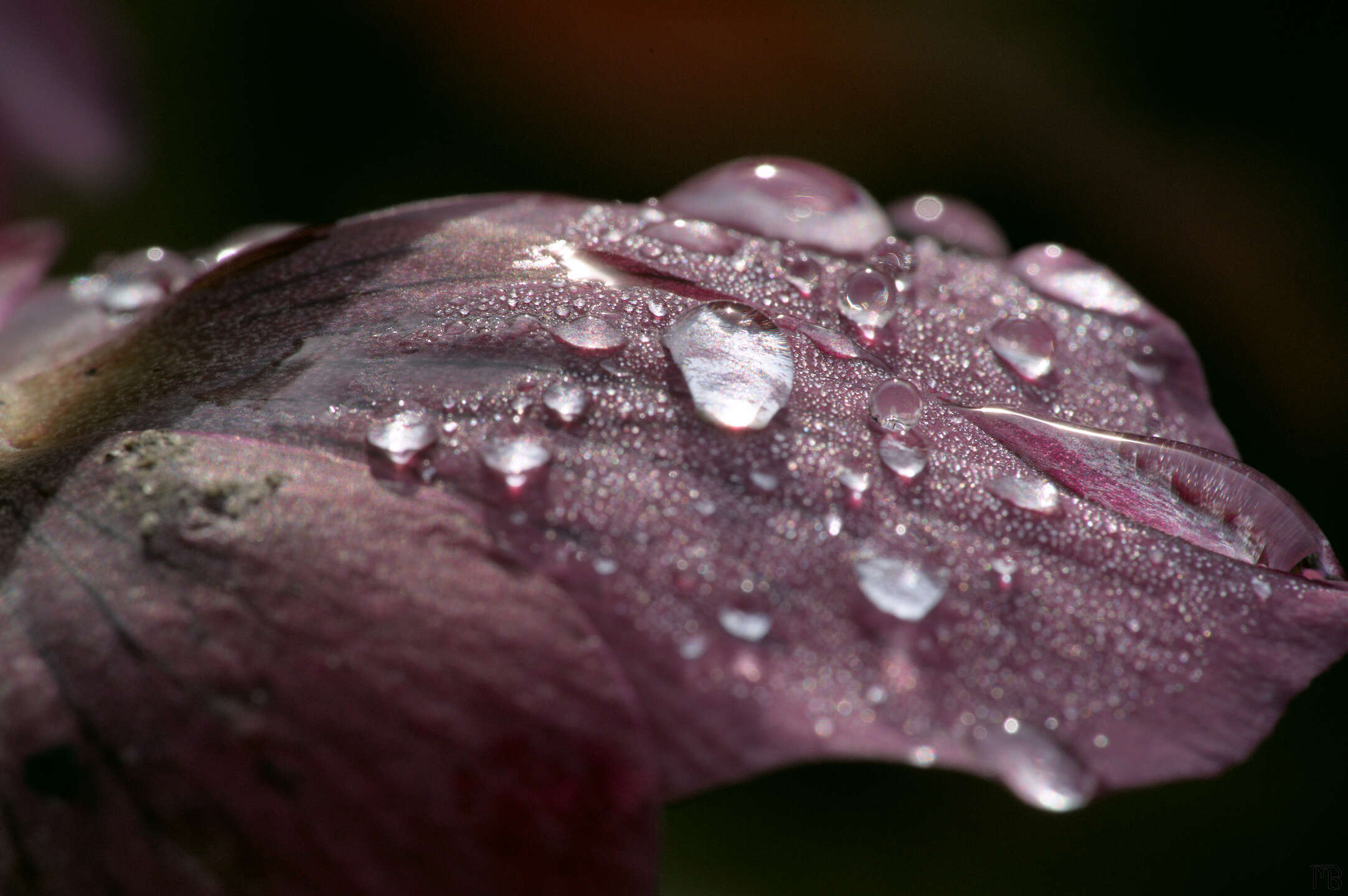 Water drops on pink flower in sun