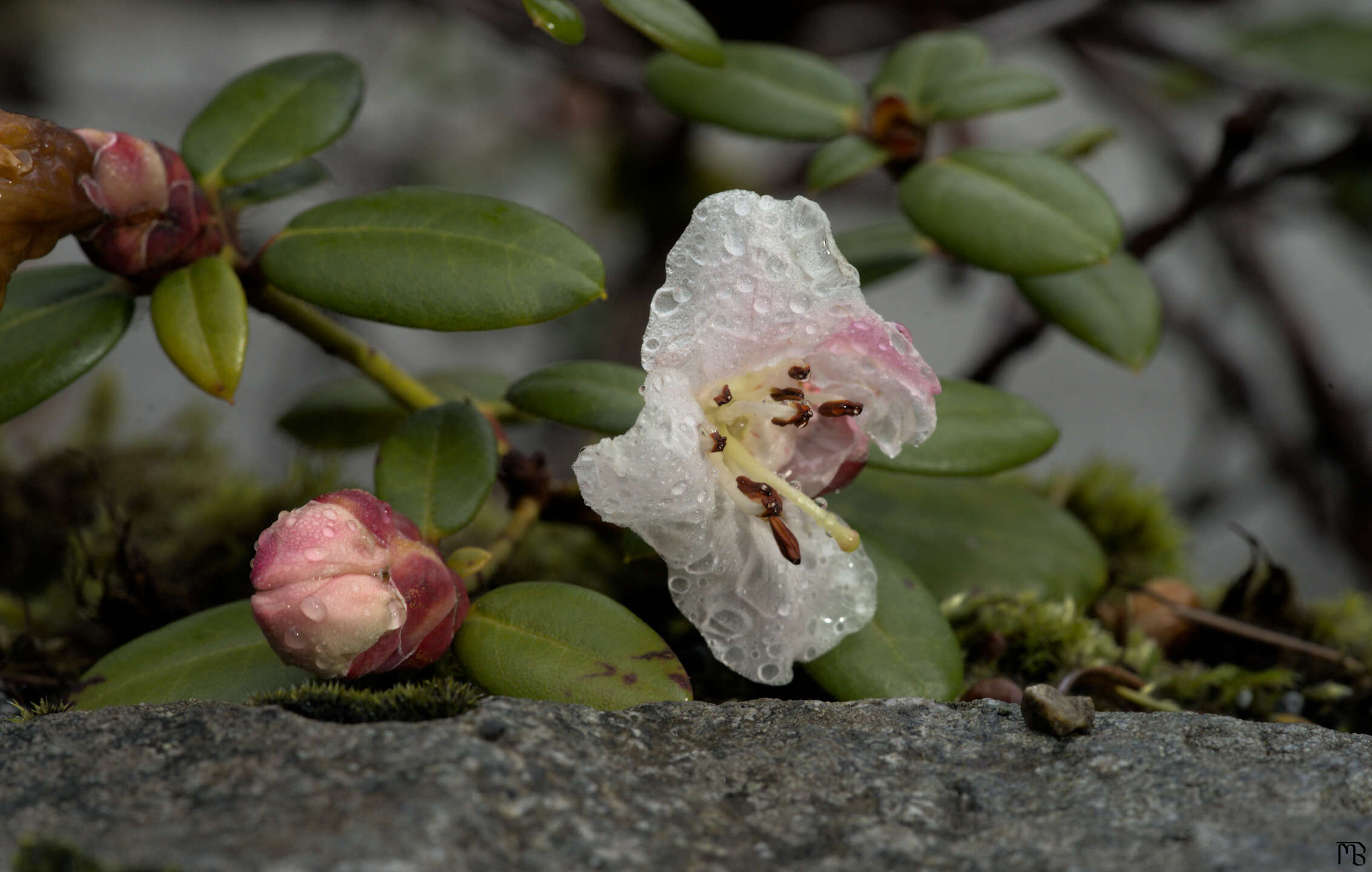 Water drops on white flower near rock