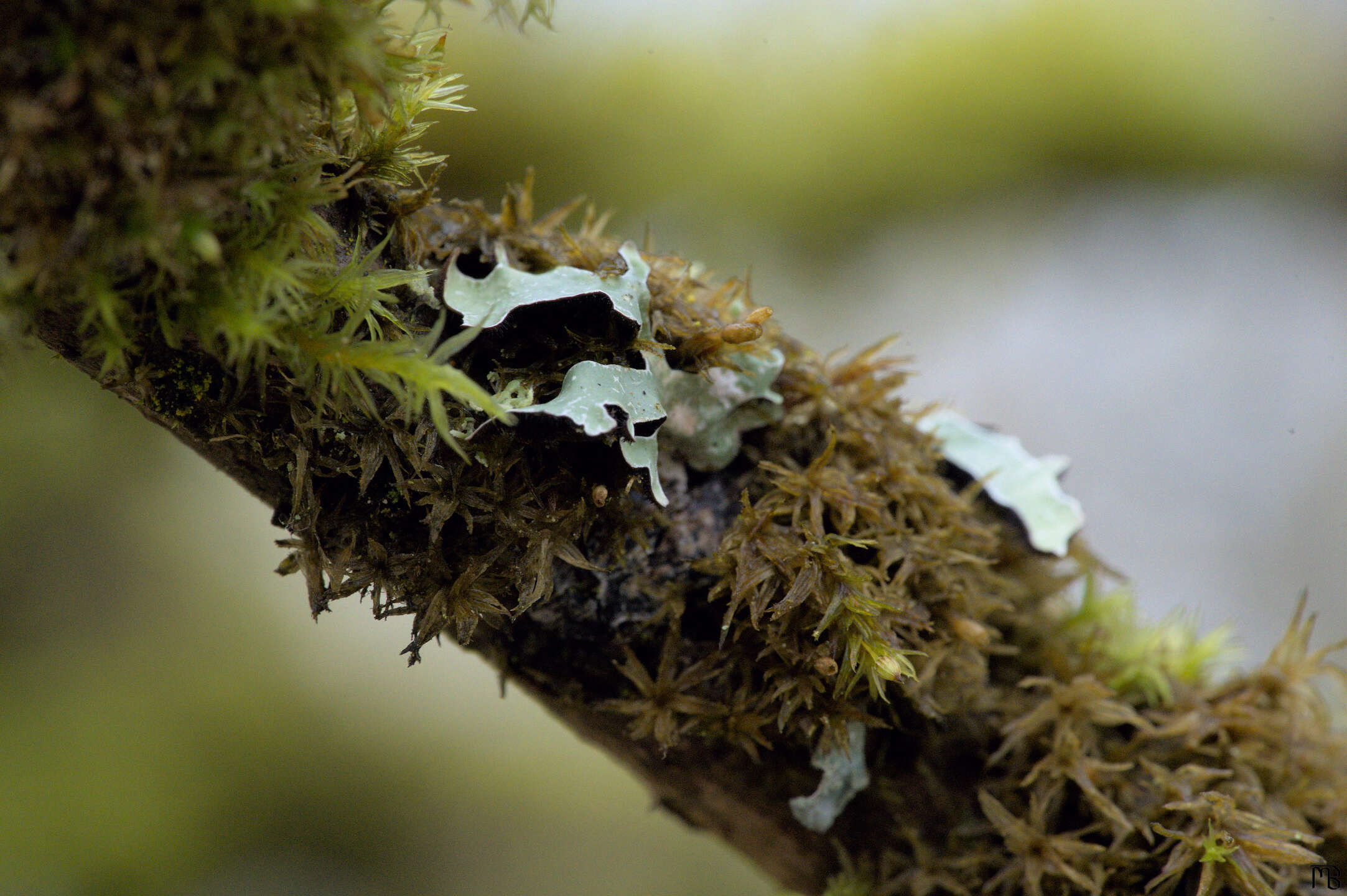 Lichen on branch