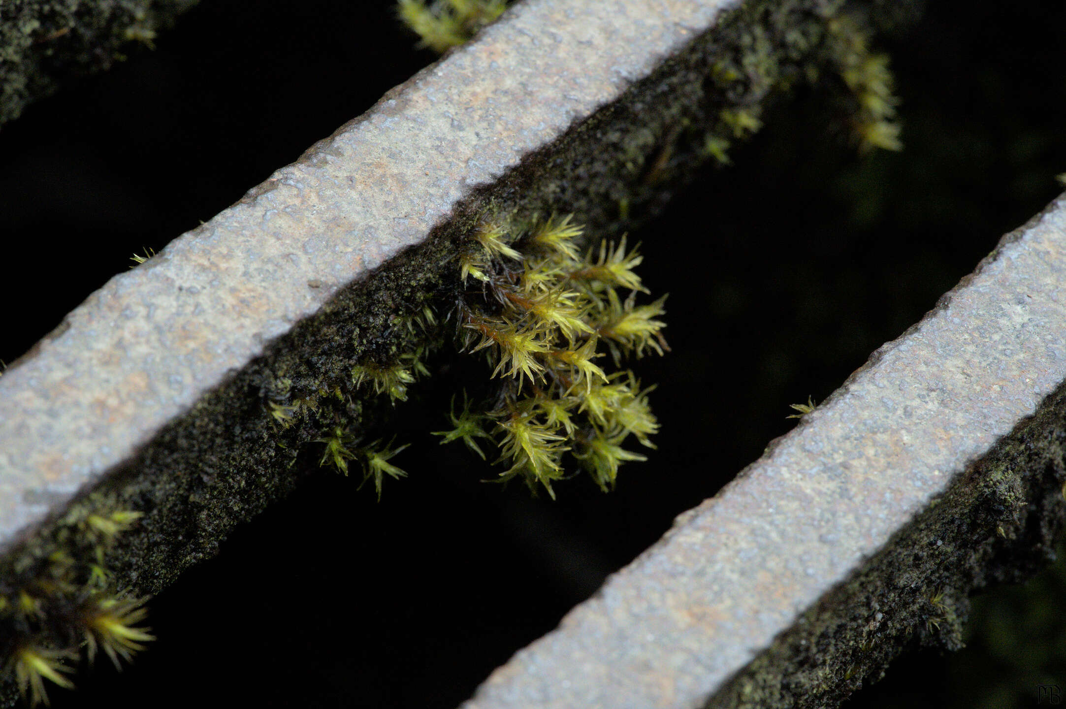 Lichen on diagonal iron grids