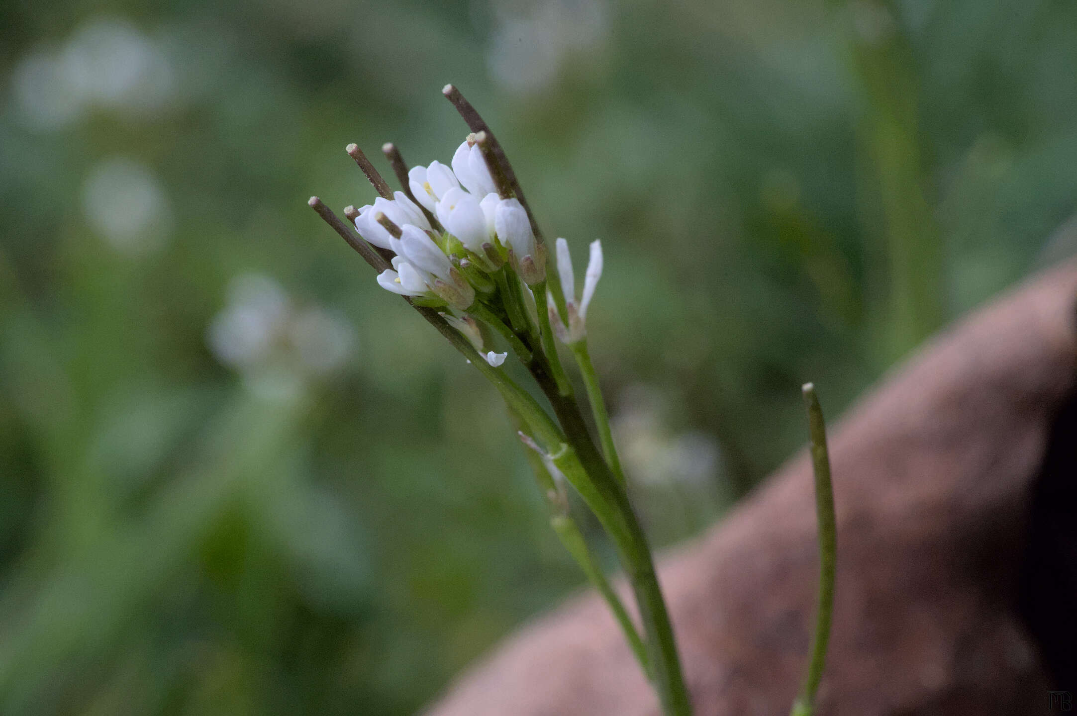 Little white flowers by leaf