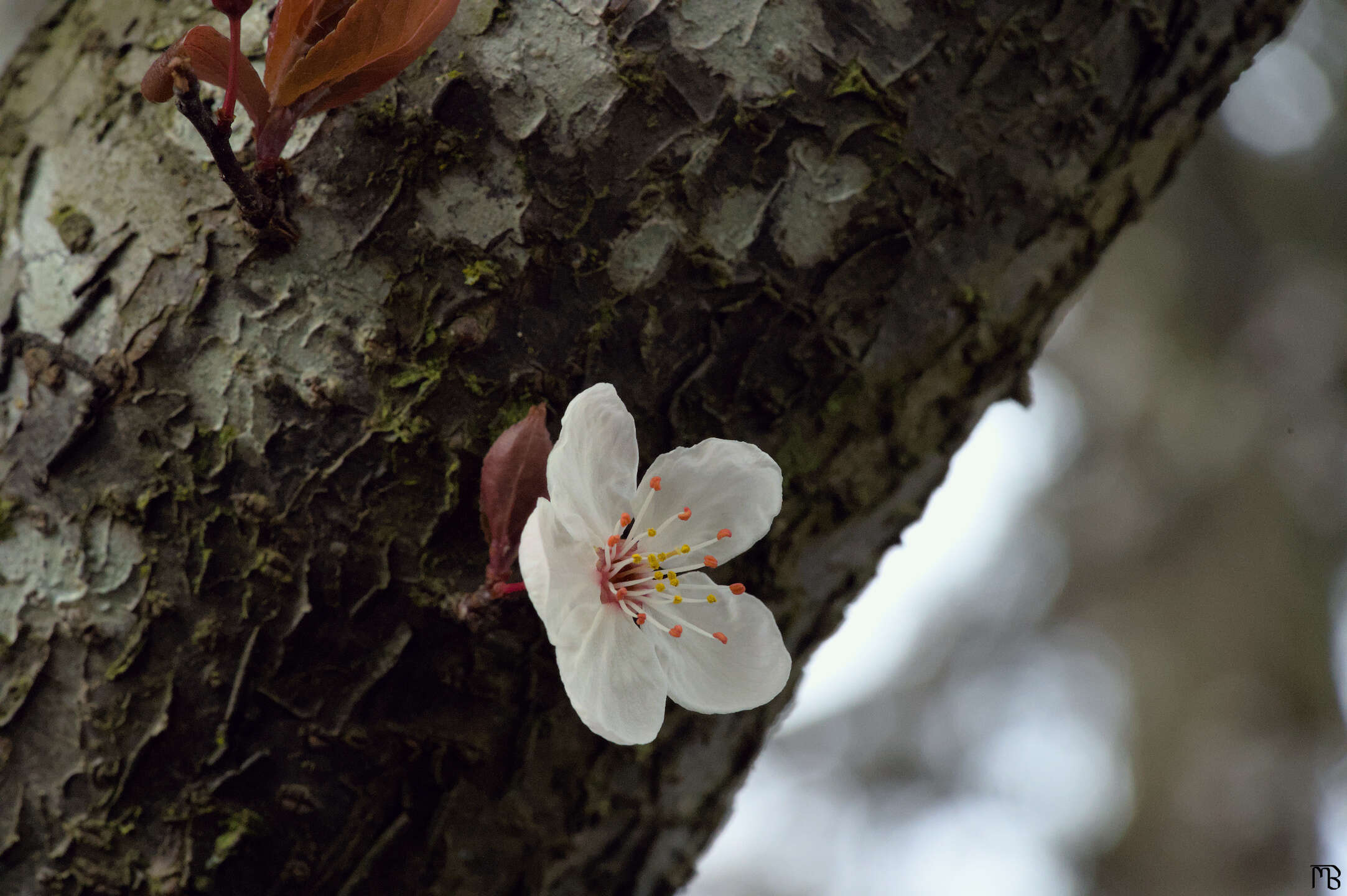 White flower on tree trunk