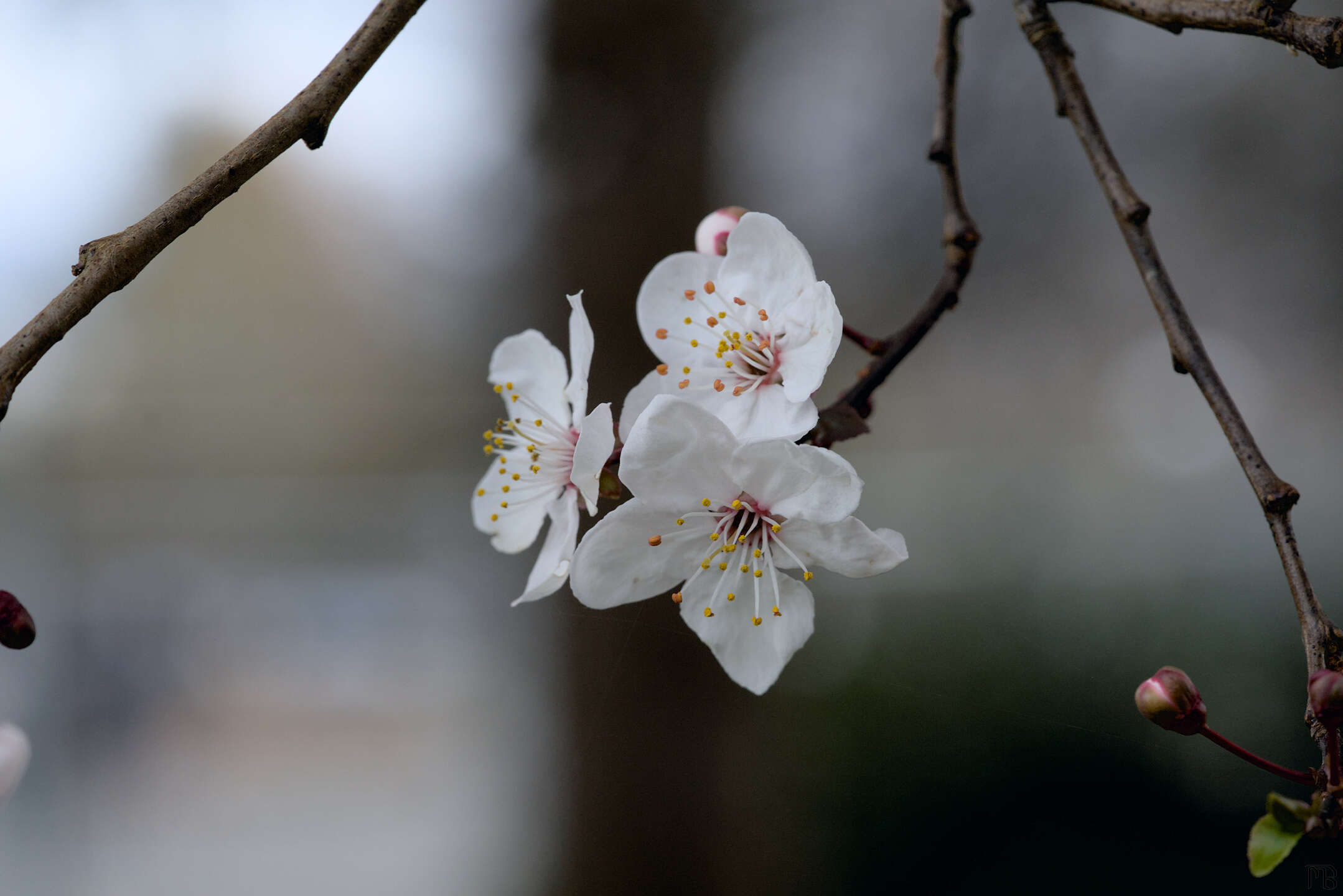 Whiter flowers on branch