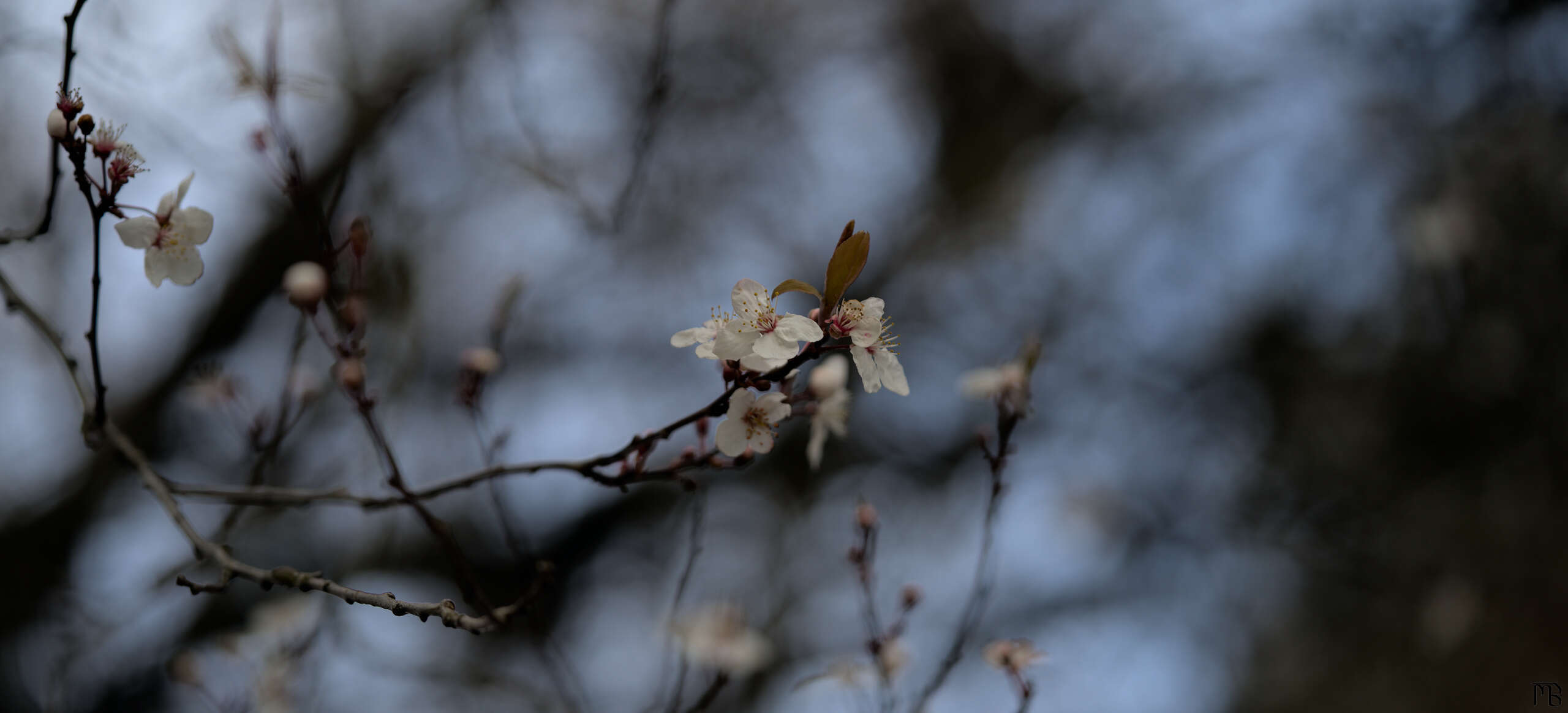 White cherry blossoms in tree