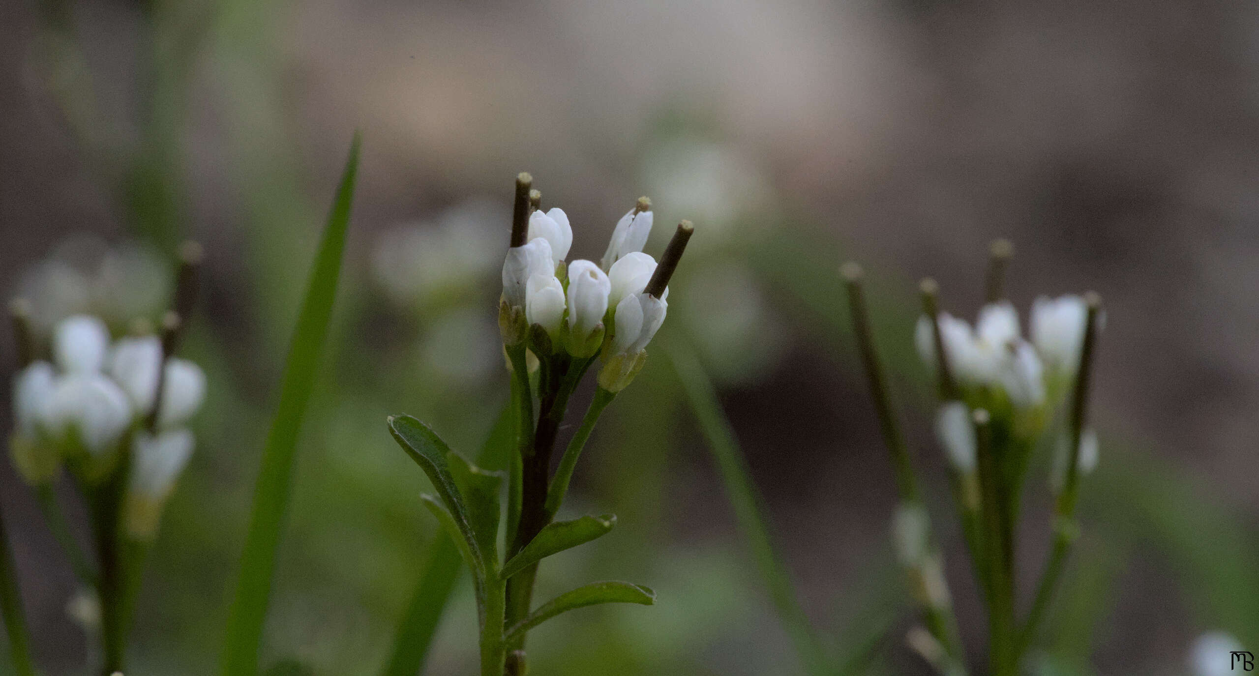 Little white buds in grass