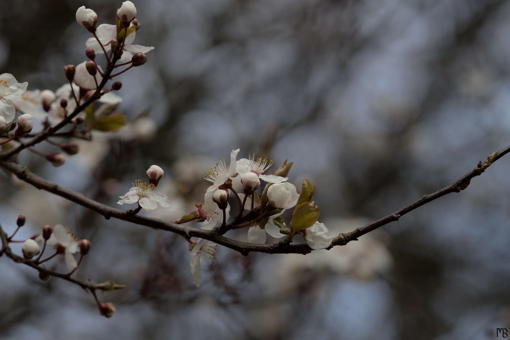 White cherry blossoms in branches