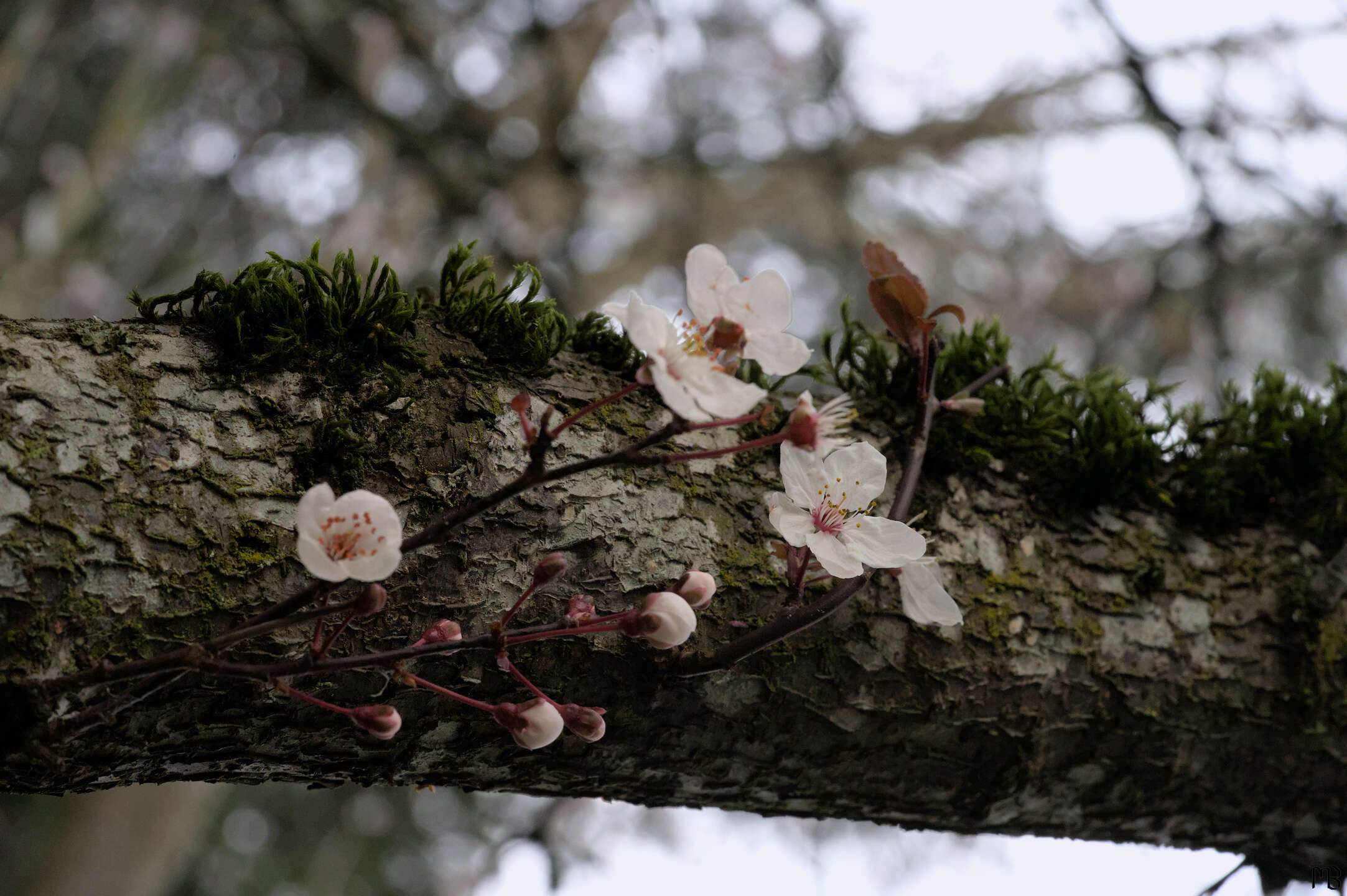 White cherry blossoms on tree trunk