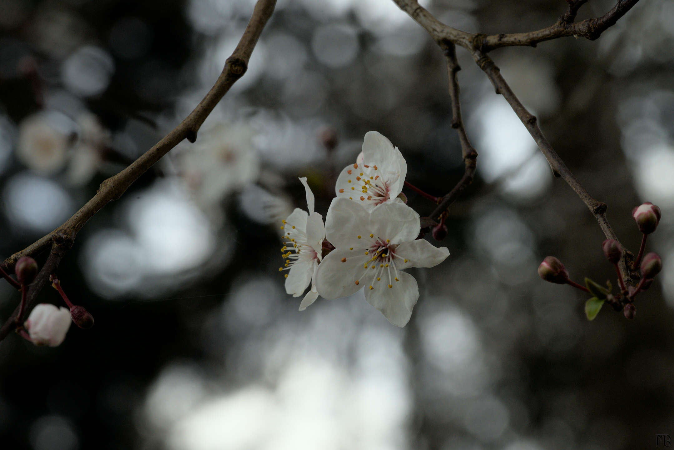 White cherry blossoms in air