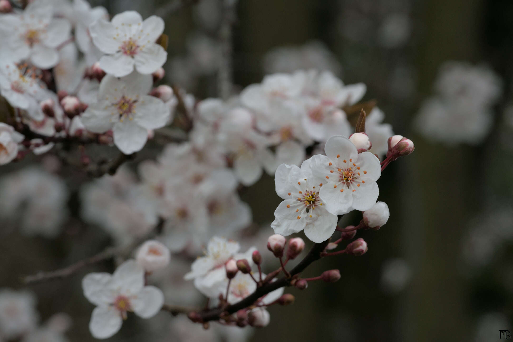 Branch of white cherry blossoms