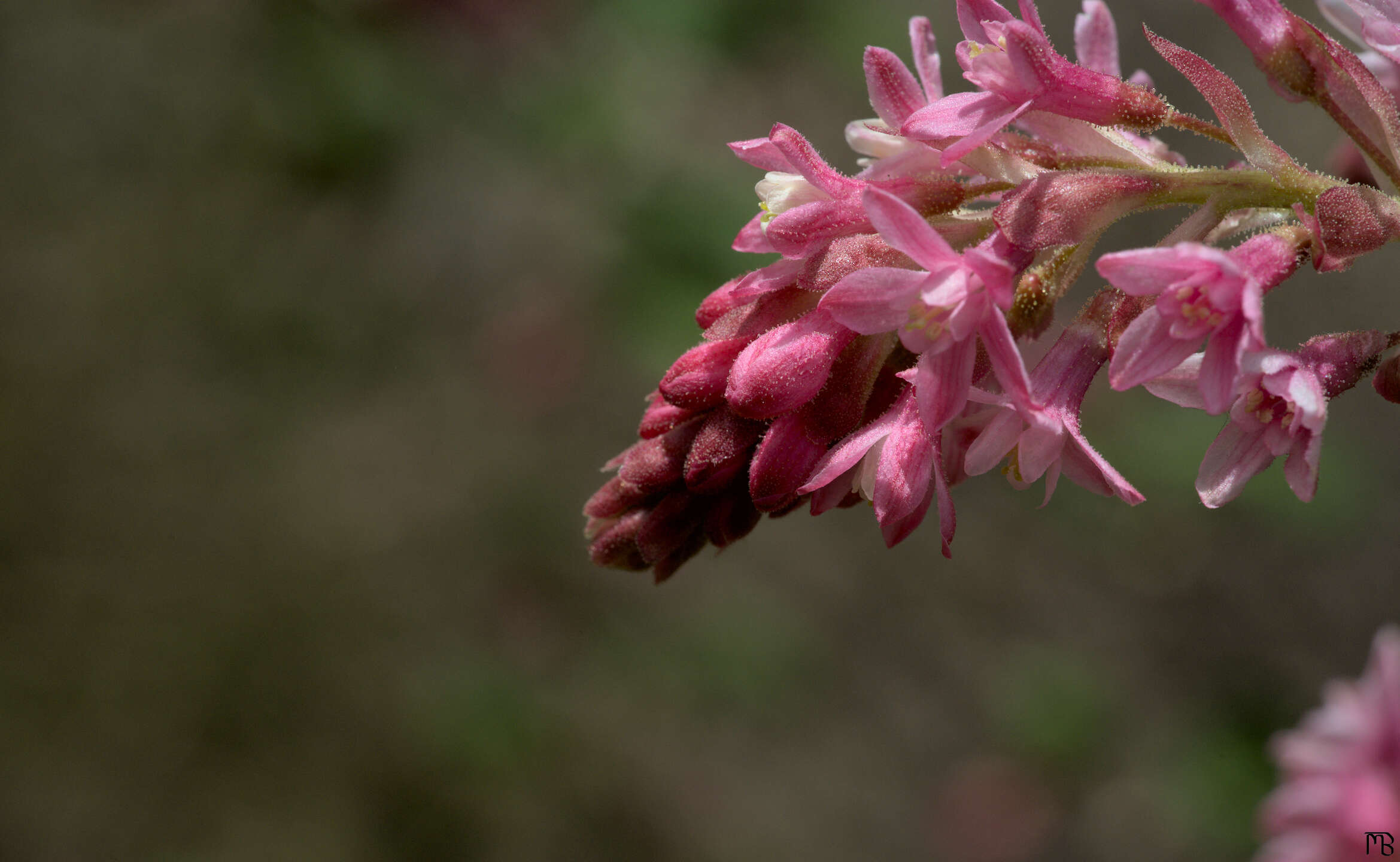 Blooming pink flower against green bush