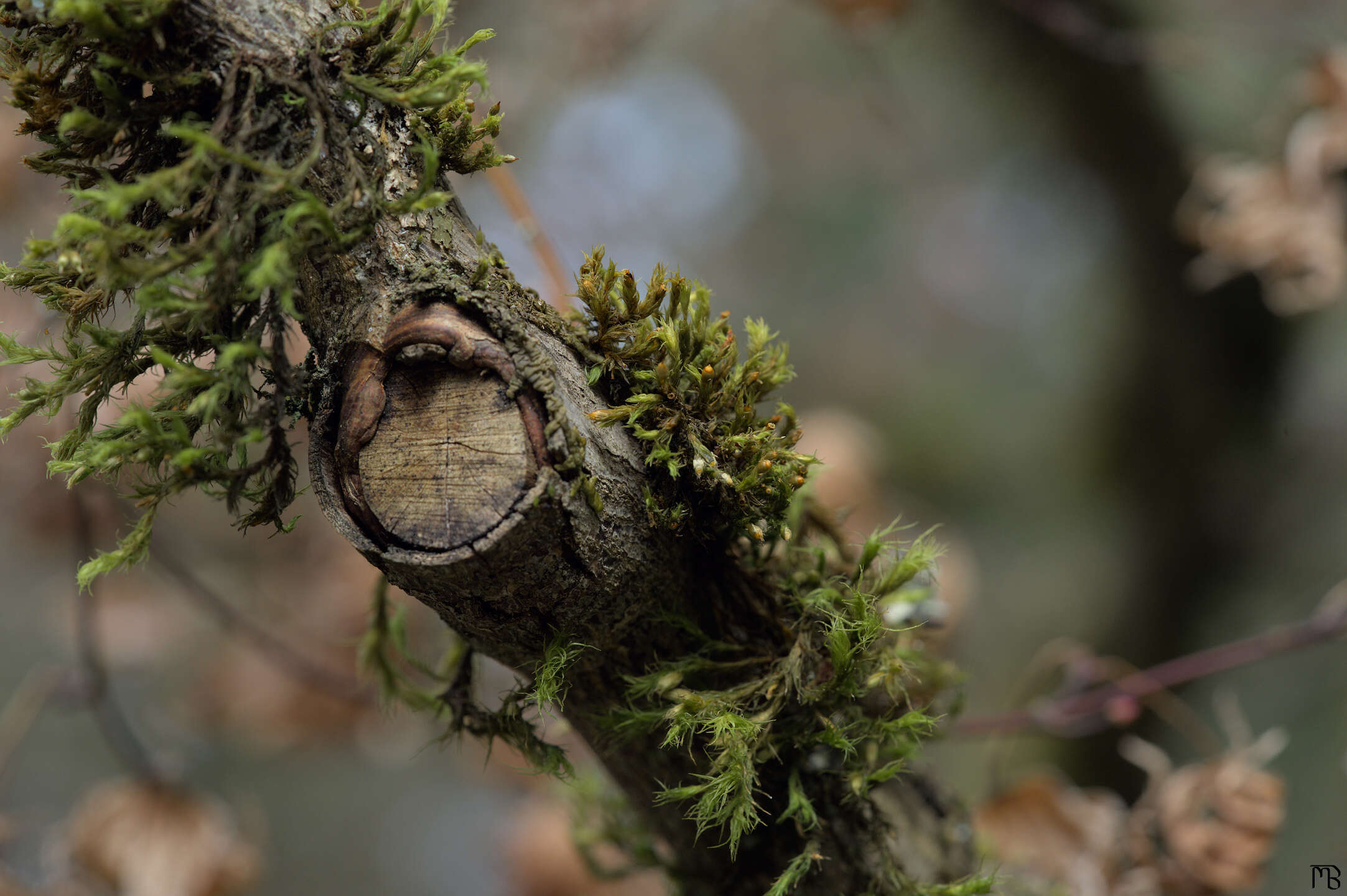 Tree branch with lichen